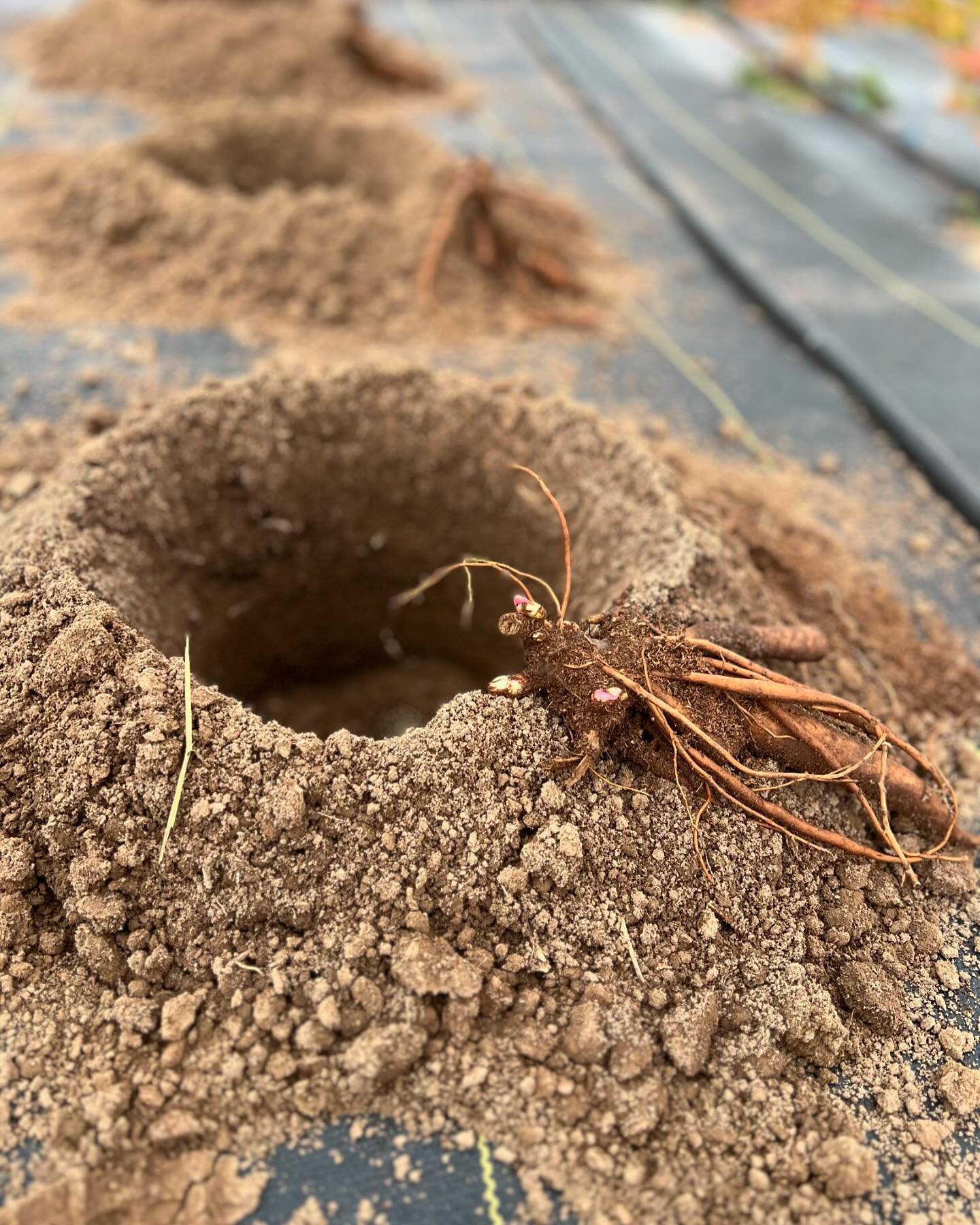 Spent the day planting all shapes and sizes of 🌸 roots. And had a such a gorgeous moody backdrop. Although we live in a valley with the most stunning mountains, I can&rsquo;t help but love the little rolling hills where i grew up hiking and explorin