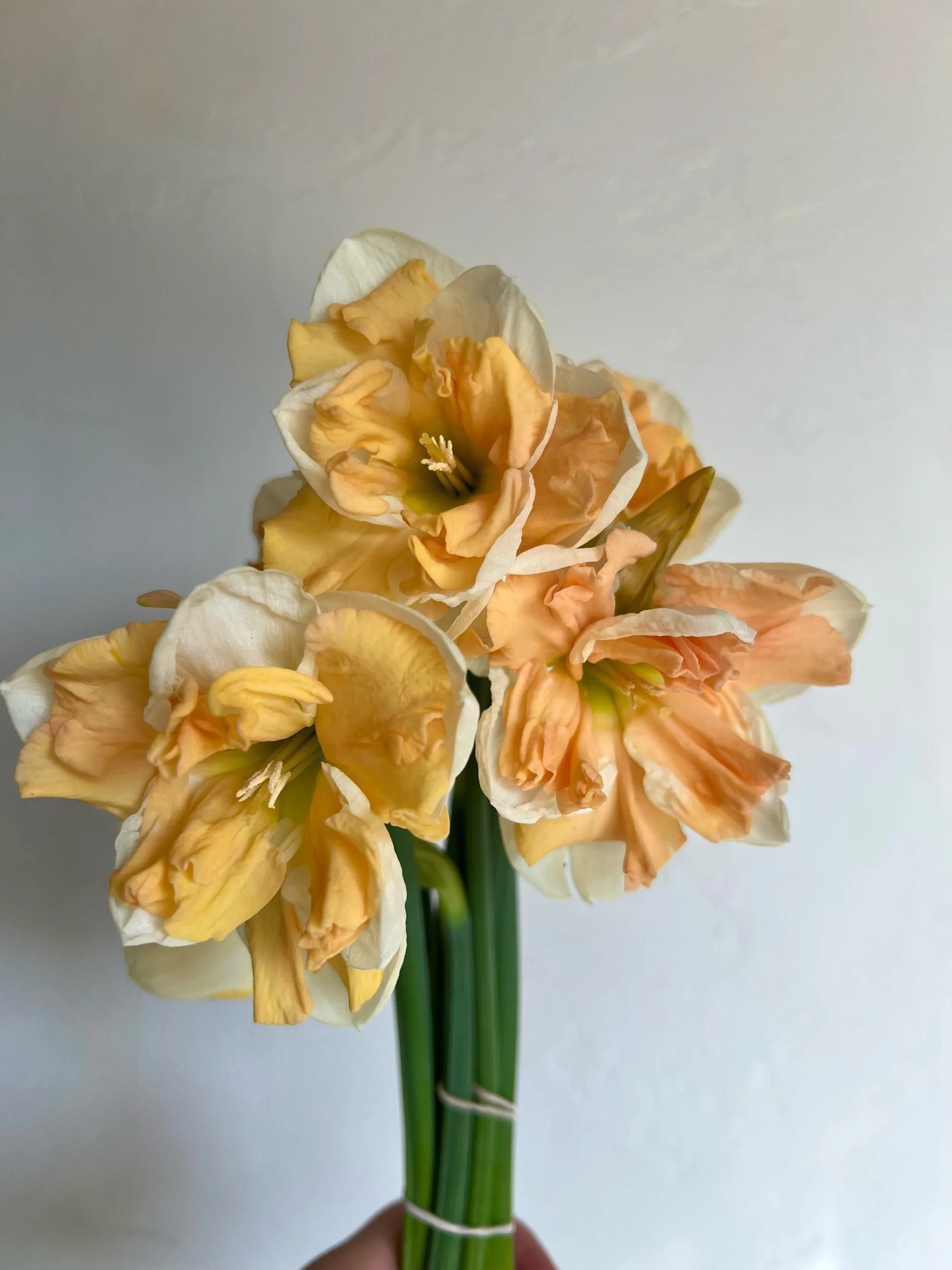 Daffodil Bunch (10 Stems)
