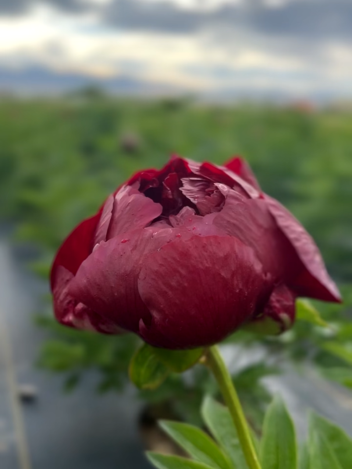 BULK - Rare/Limited Peonies
