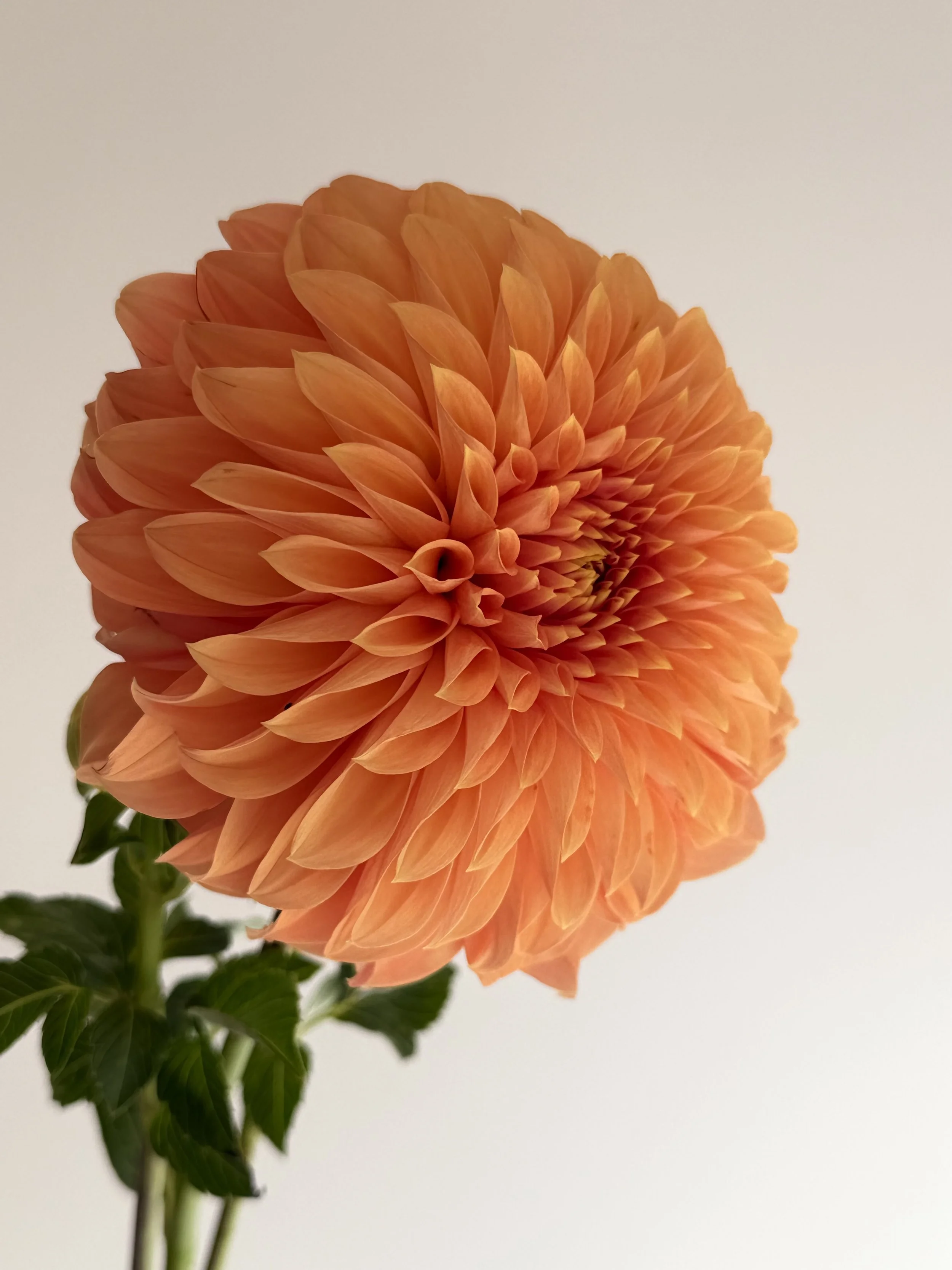 IMG_5724.jpeg