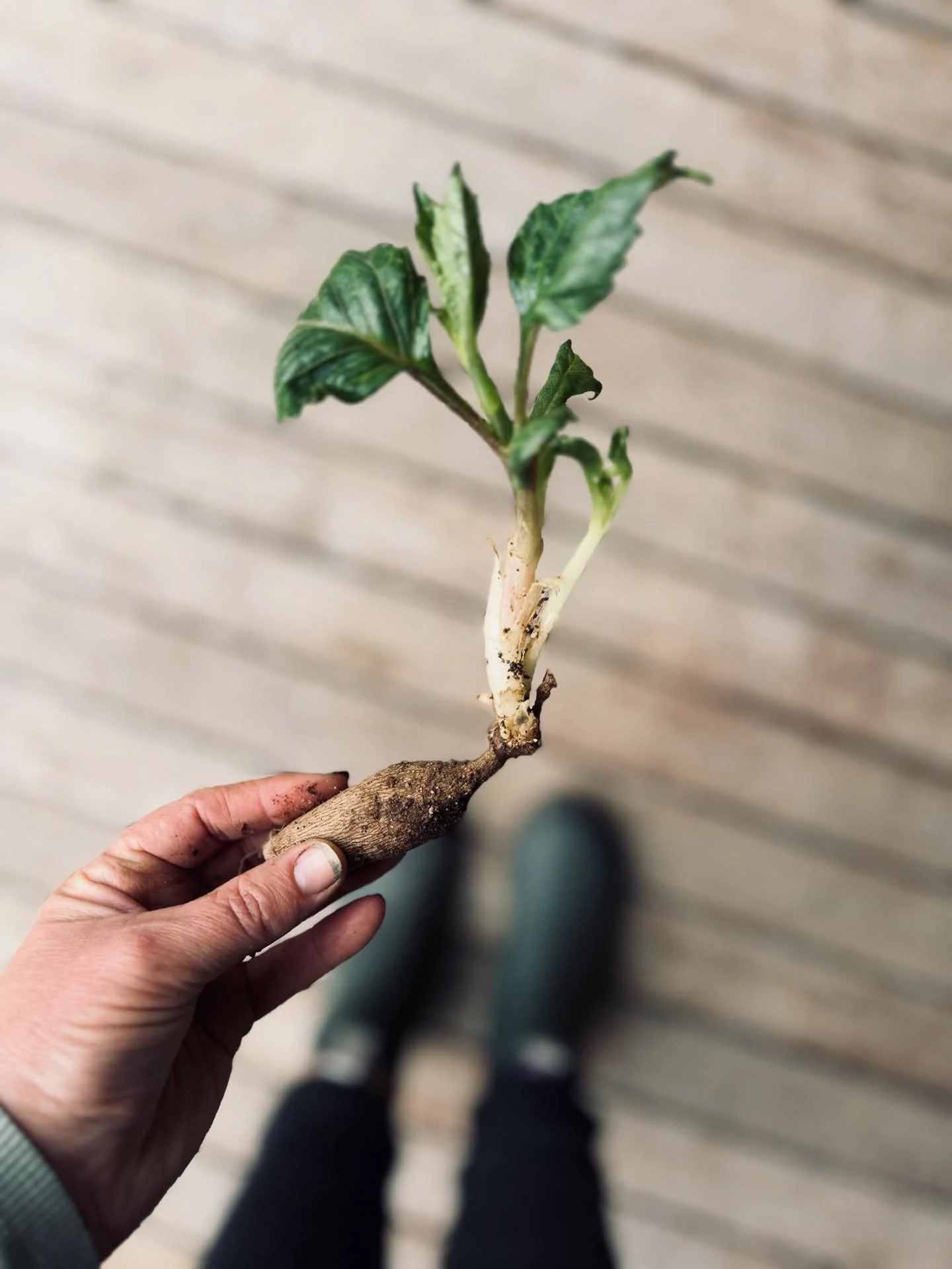🧤It’s a weekend of muddy hands, happy chaos, and way too many cups of coffee. ☕️ knee deep in all things tuber packing, almost ready to head off to their new gardens! I can’t wait to see them bloom their socks off this season. 💌✨ Don&rs