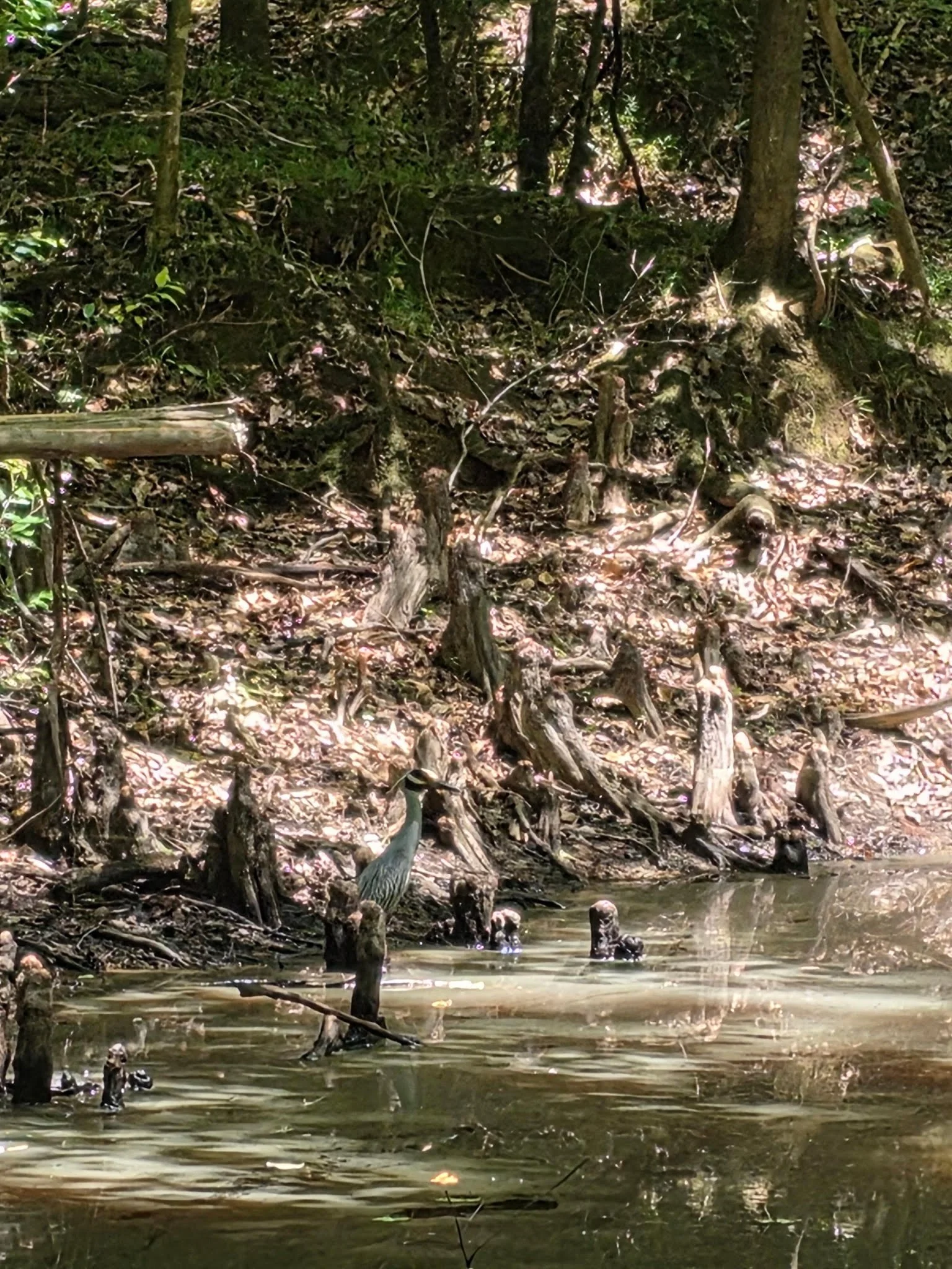Swamp Stories