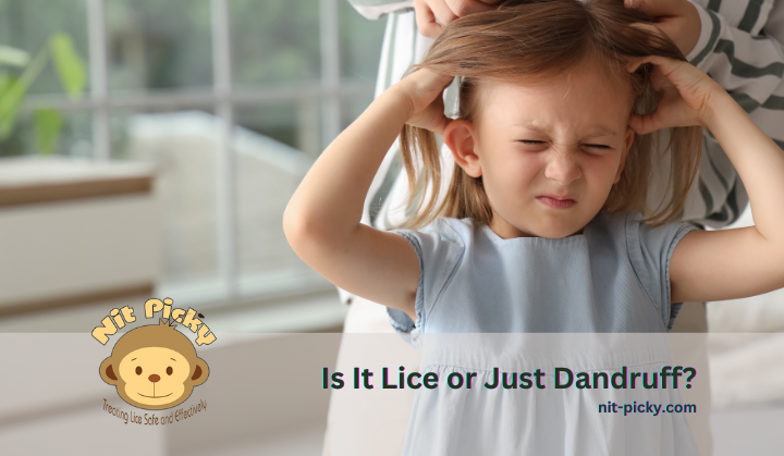 Is It Lice or Just Dandruff? How to Tell the Difference (With Simple Tips)