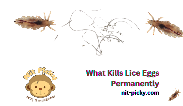 What Kills Lice Eggs Permanently
