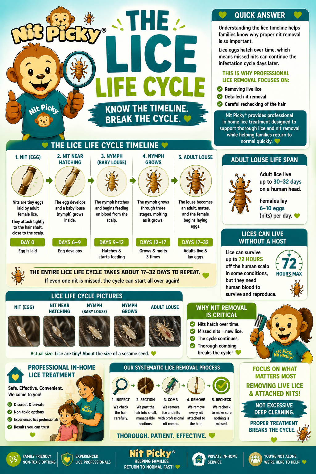 Understanding The Lice Life Cycle