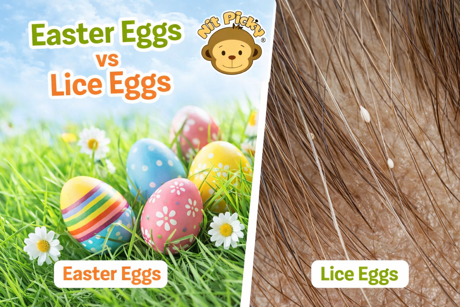 dual screen one of easter eggs the other is lice eggs.