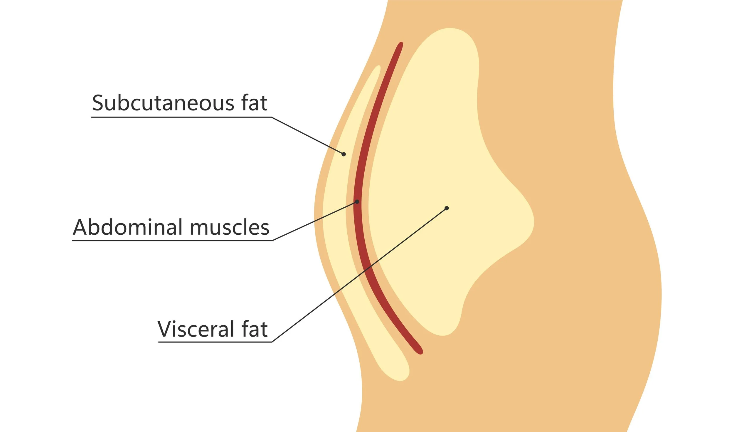 image illustrating where visceral and subcutaneous fat are found
