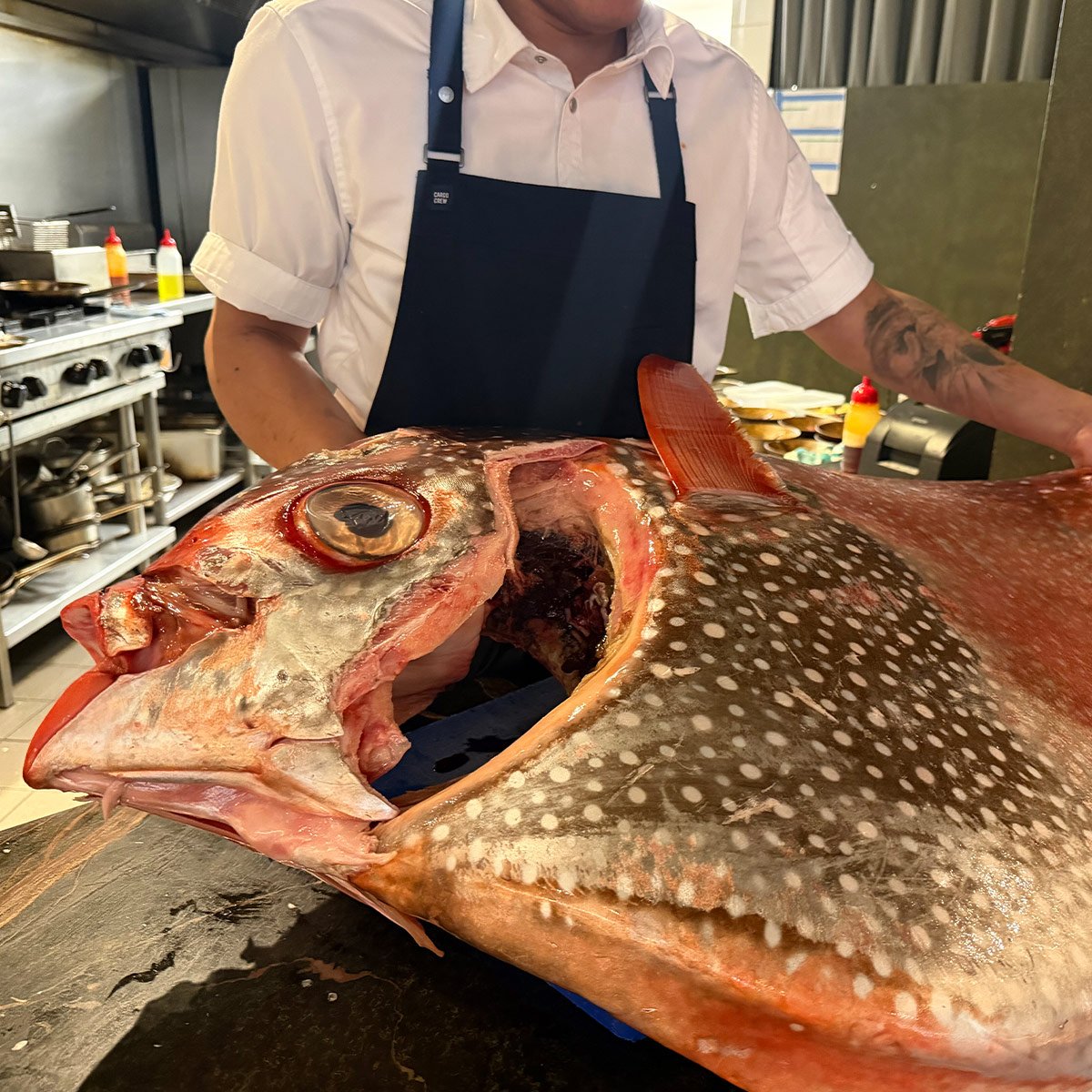 Meeting a New Fish: Working with a 45kg Moonfish