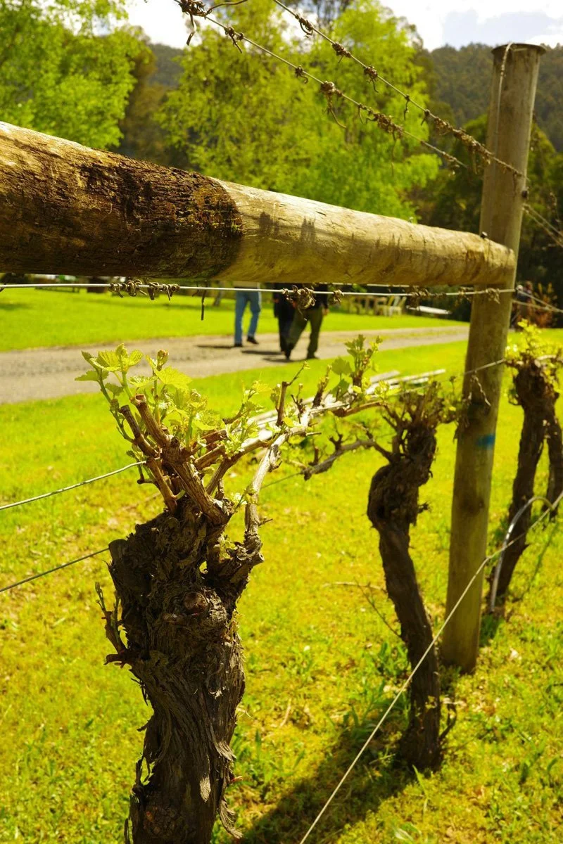 Five-Tales-2026-Vine.jpg
