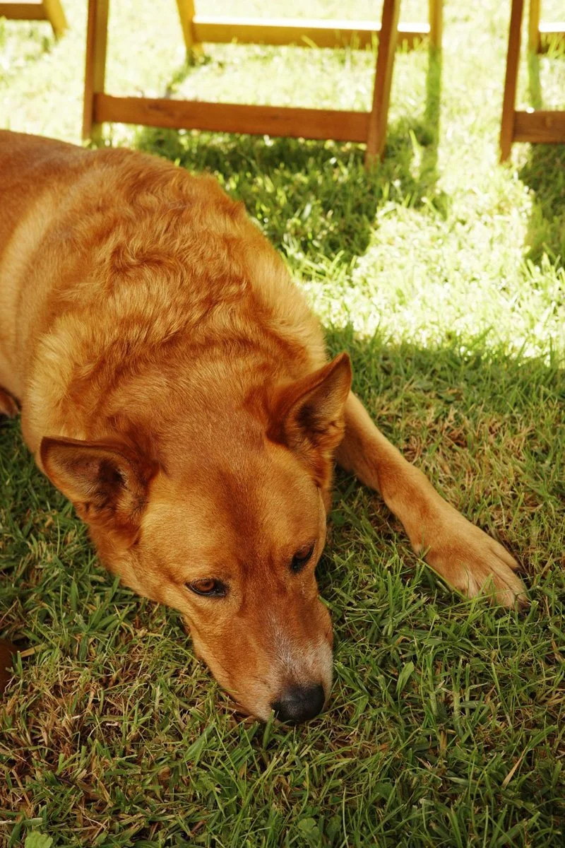 Five-Tales-2026-Doggie.jpg