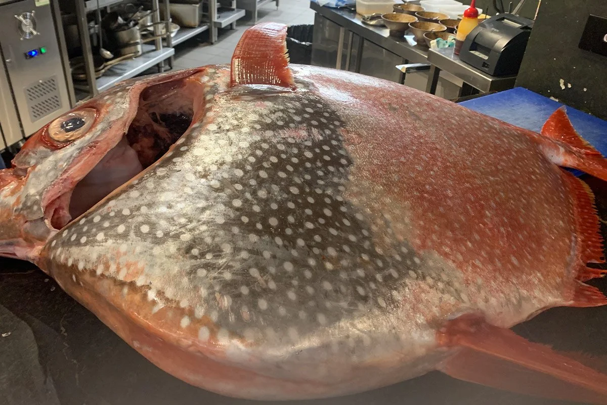A 45kg moonfish — wild-caught off Bundaberg, Queensland