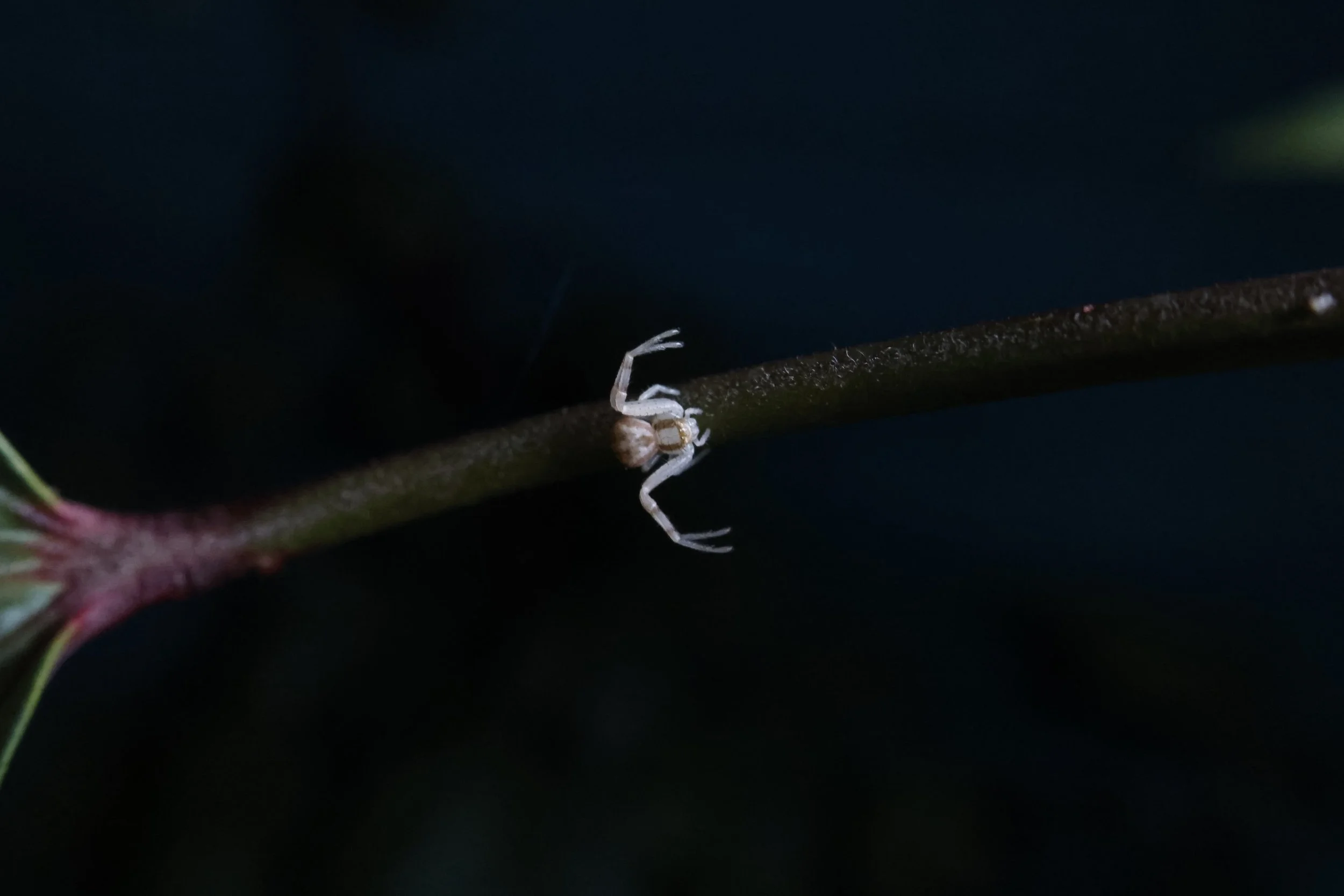 Runcinia Spider