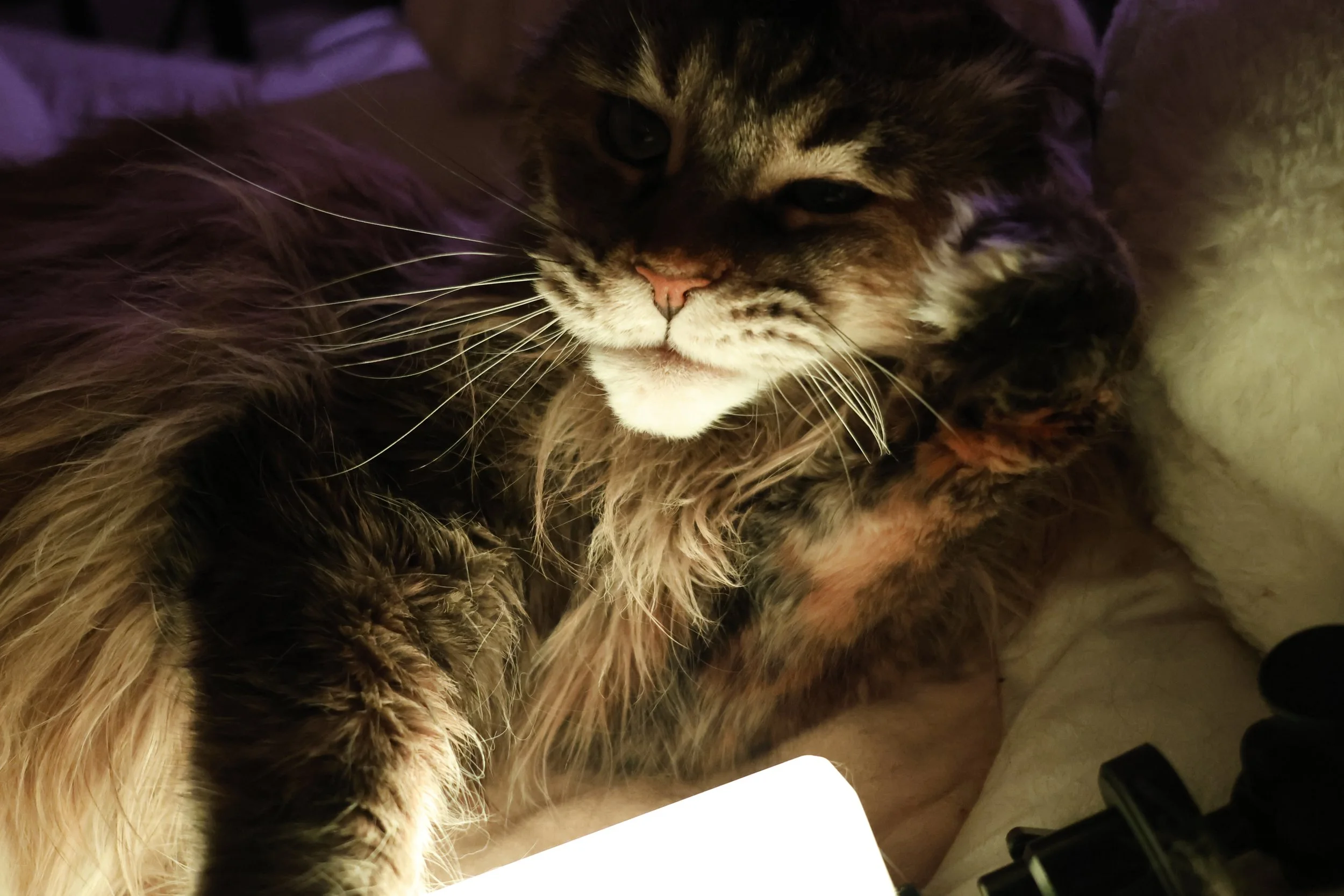 45 photos of Scarlett