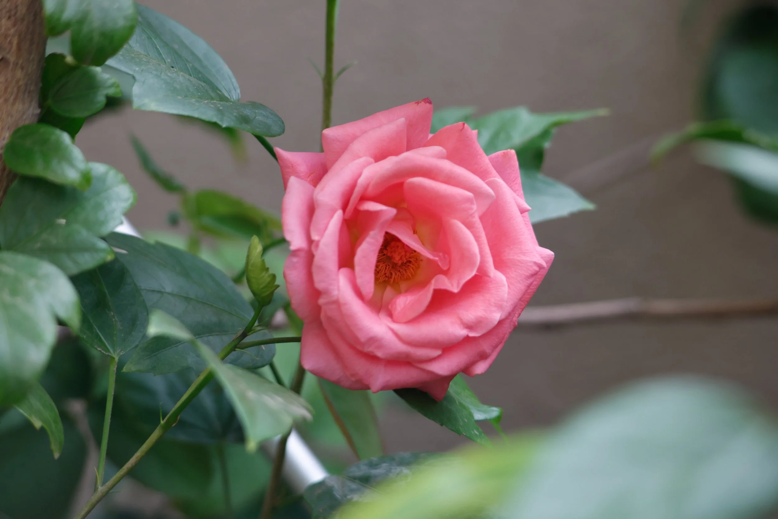 Flowers on a cloudy day
