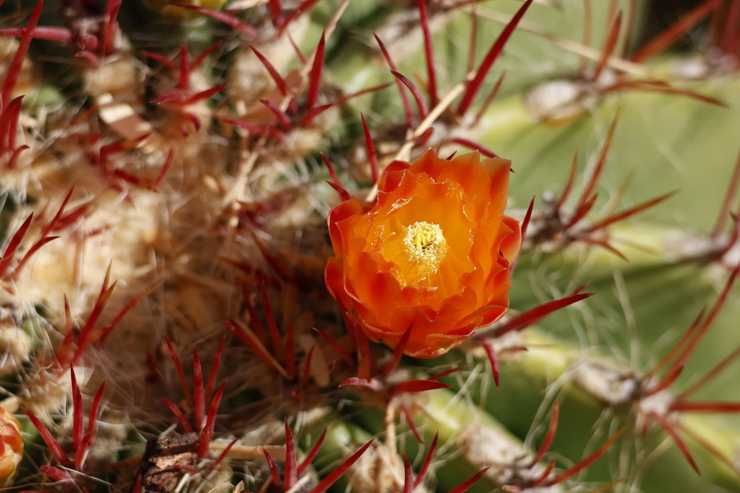 Desert Botanical Garden