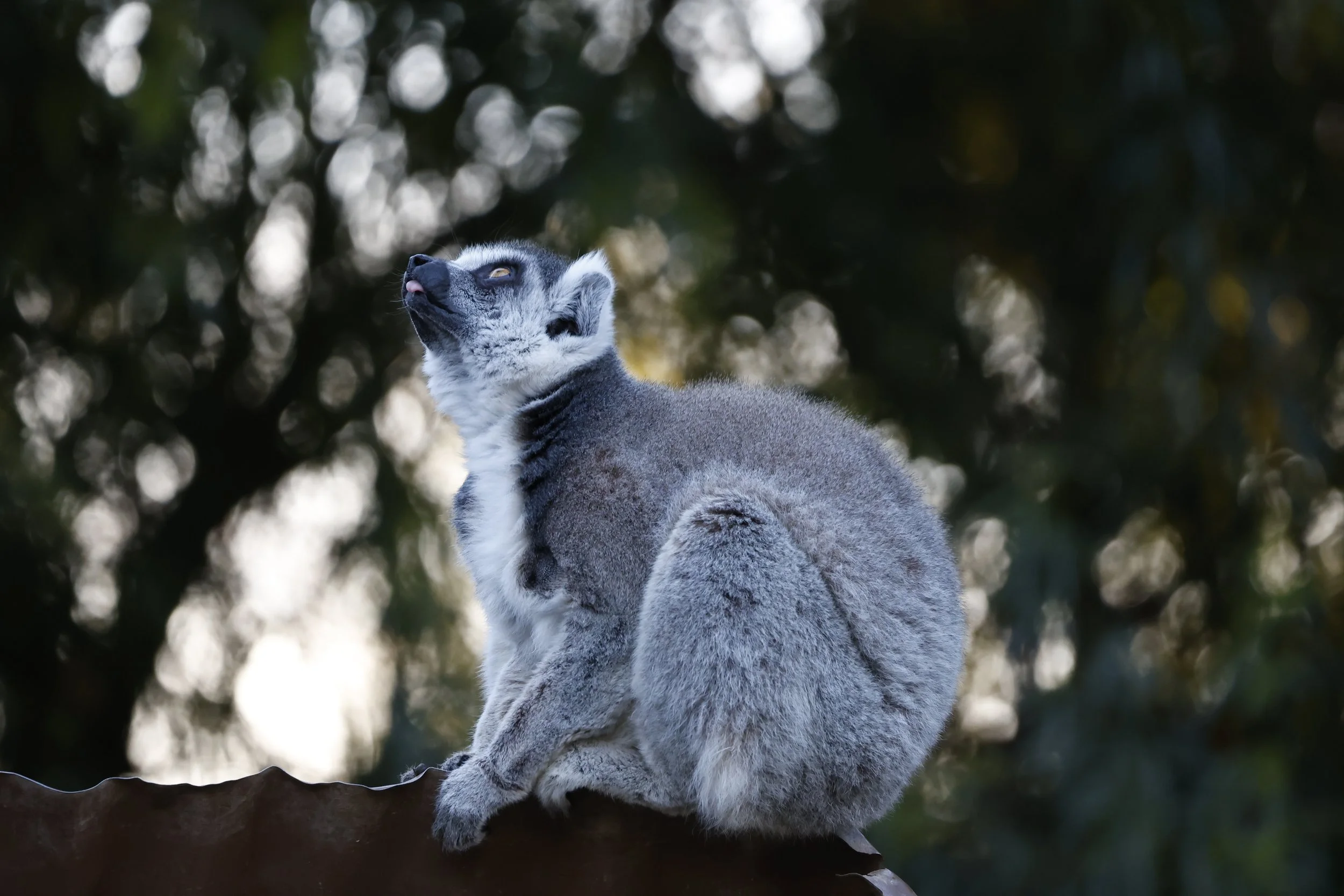 Wildlife World Zoo Monkeys
