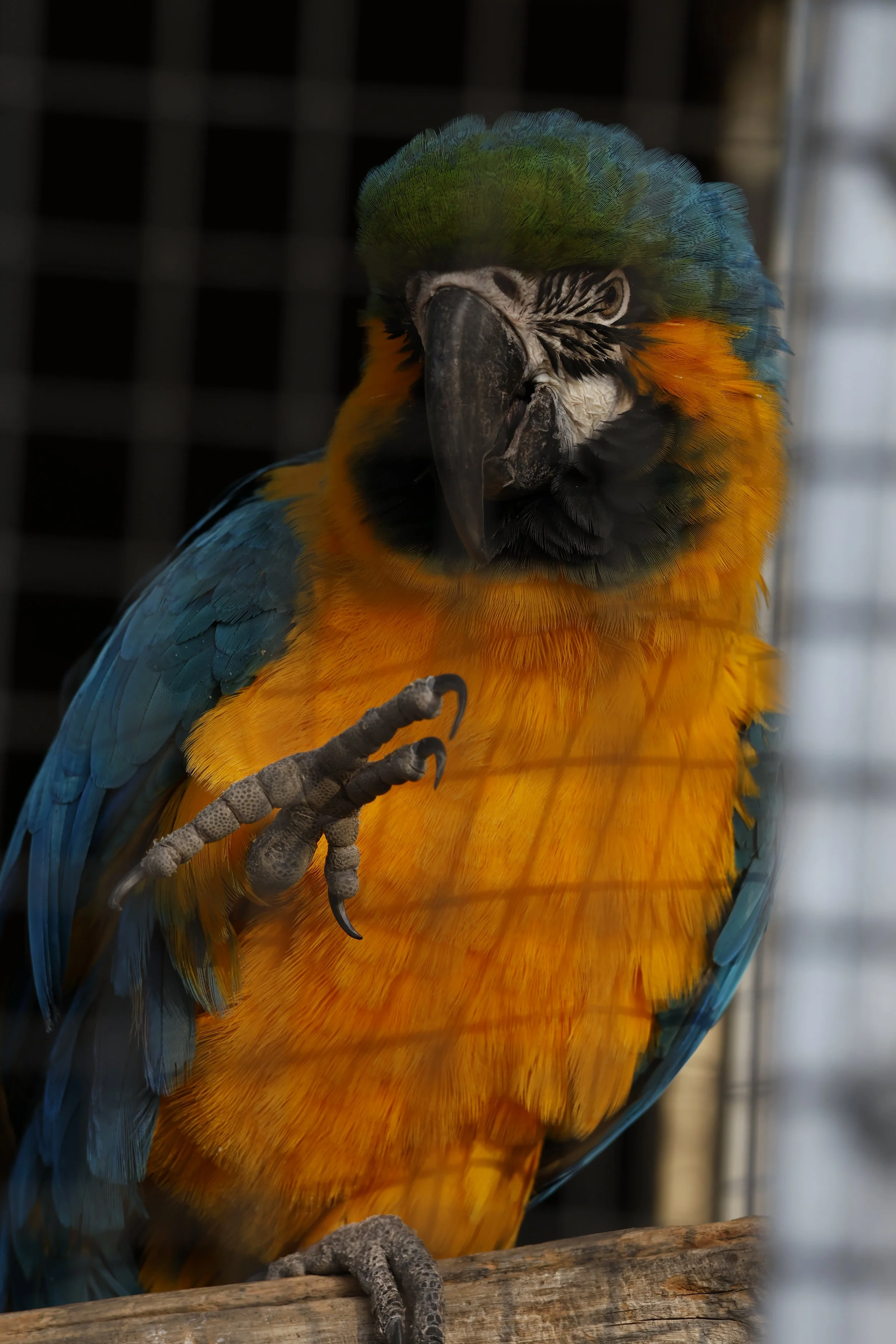 Wildlife World Zoo Birds