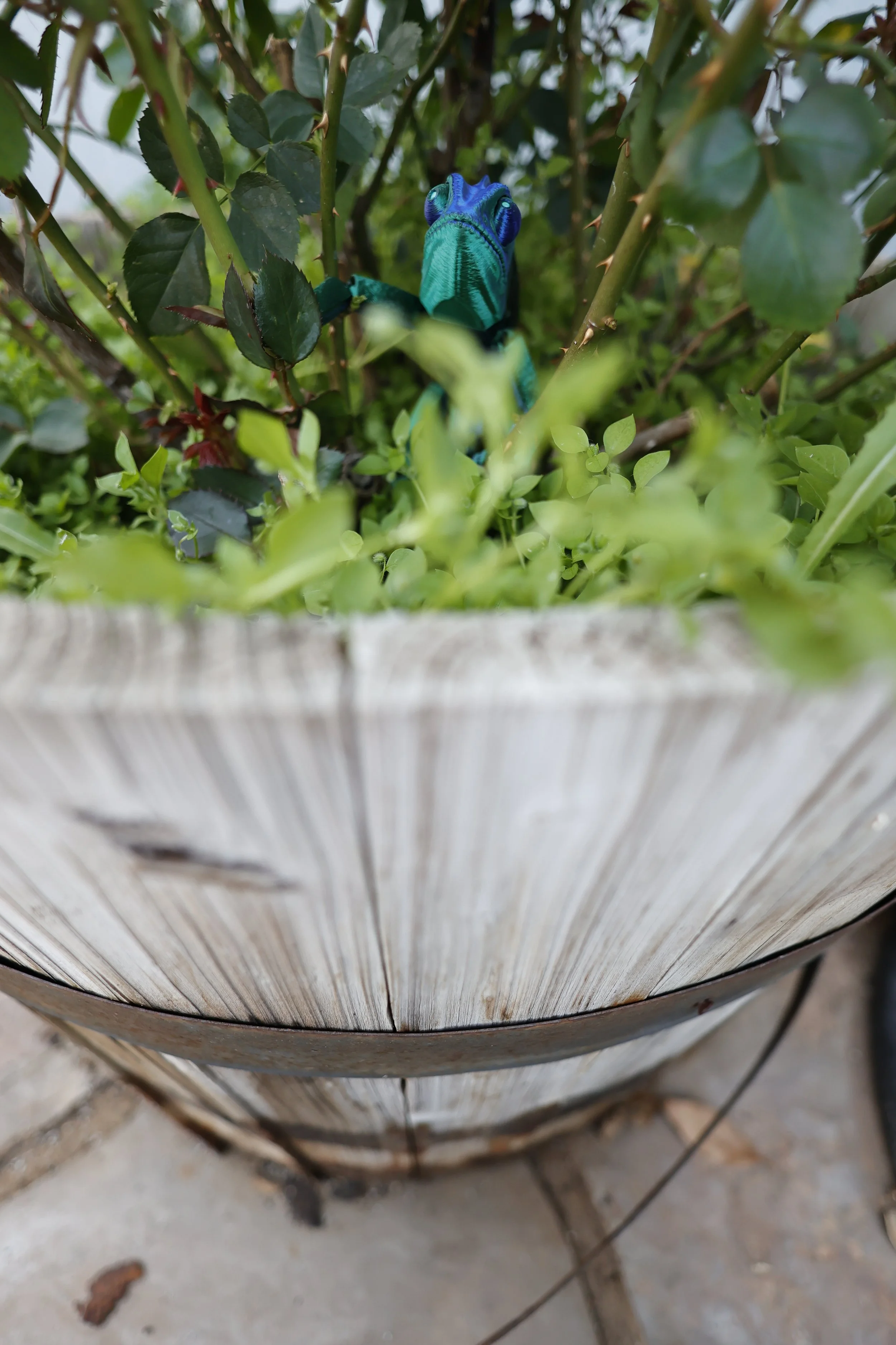 Mossy helps test a lens!