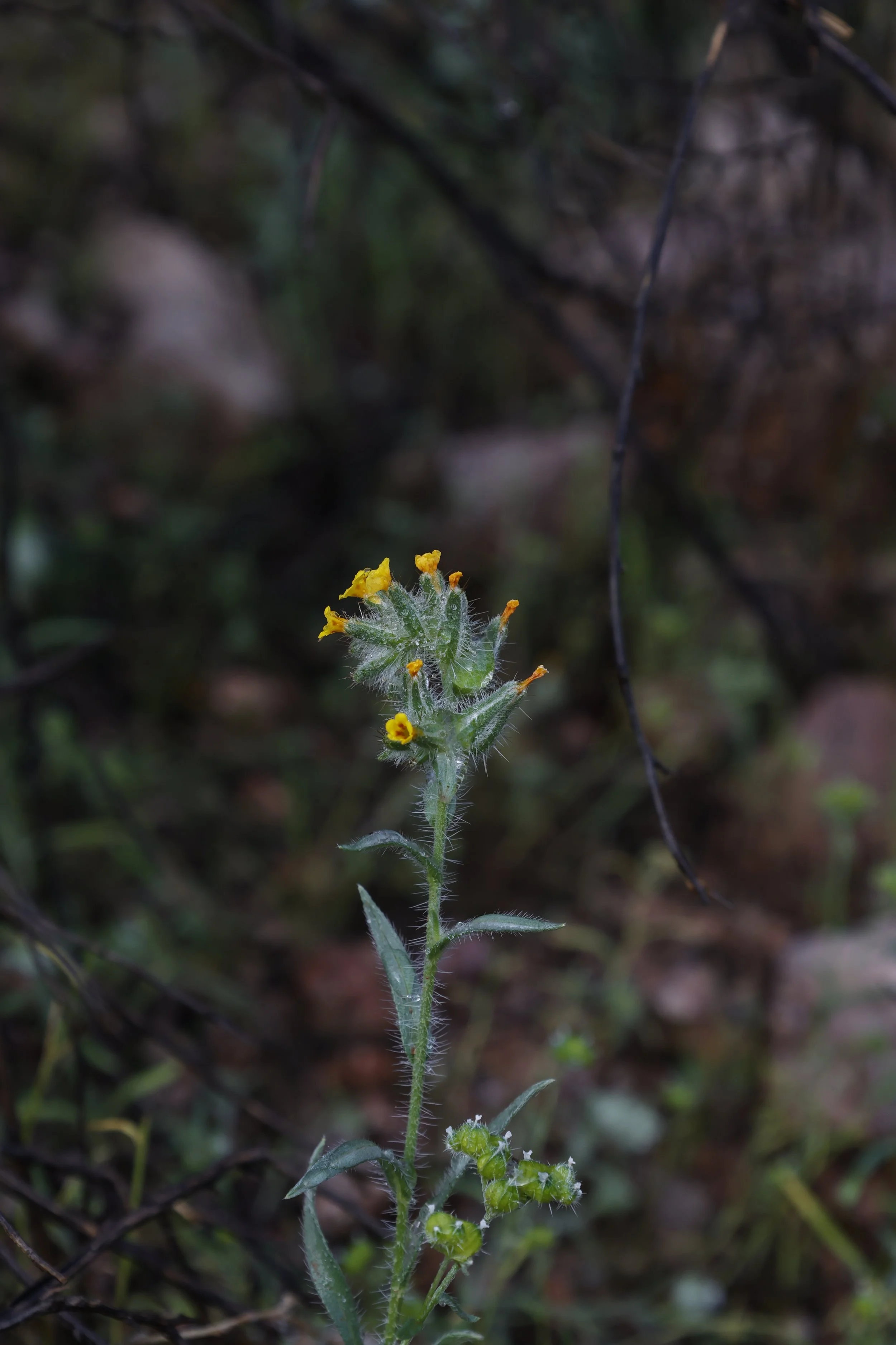 _MG_0843.JPG
