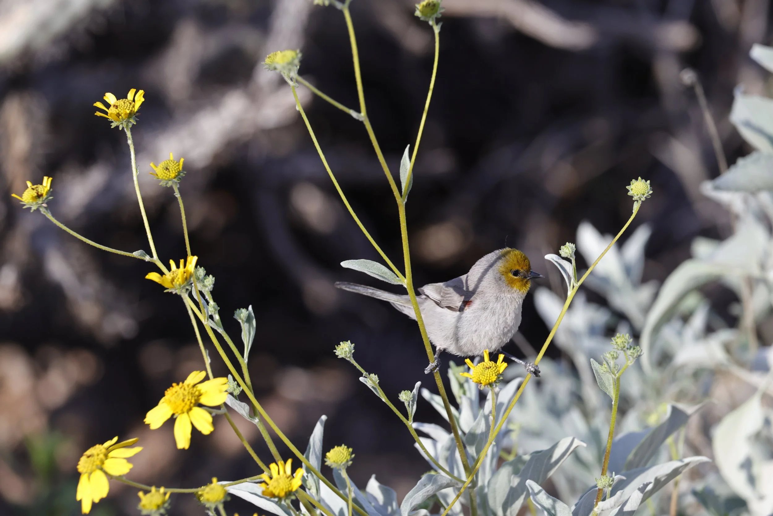 Birds of the botanical garden