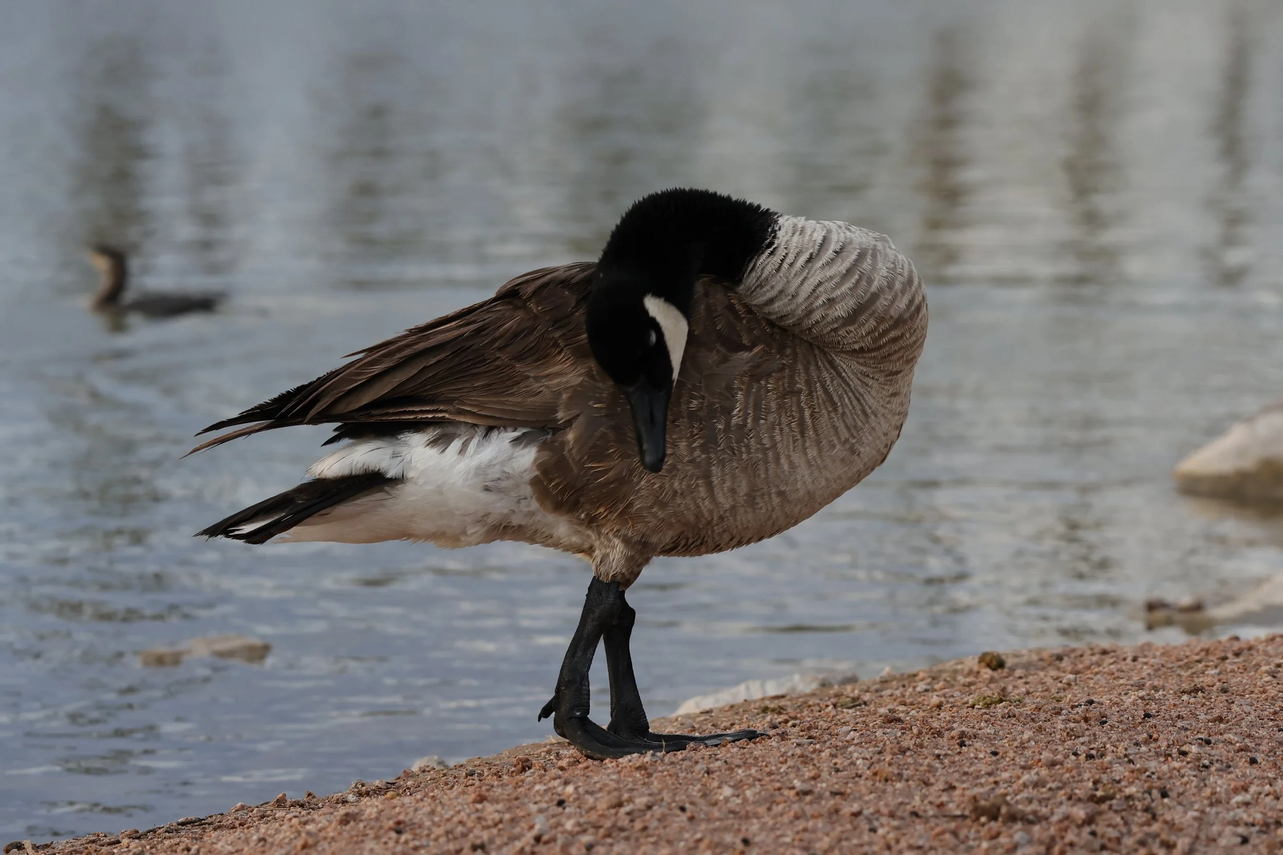 Birds of all shapes and sizes!