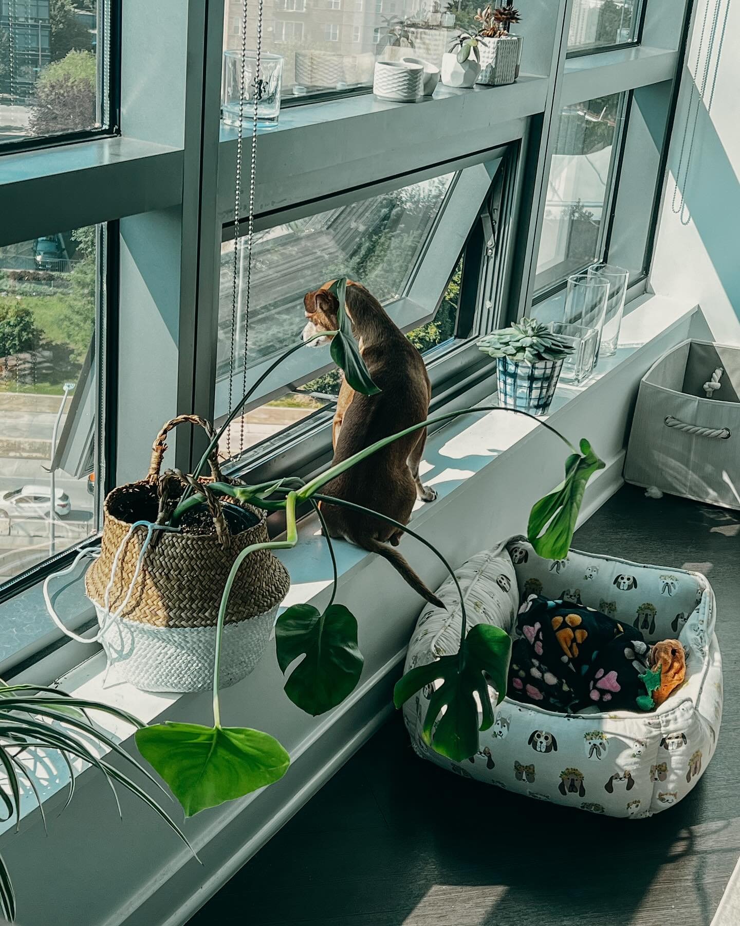Chance is always on the lookout for new Google Ads updates&hellip;he&rsquo;s also just really chismoso 😅🐶 

#googleadsagency #googleadstips #officedog #chihuahualove #googlenews #ppcagency