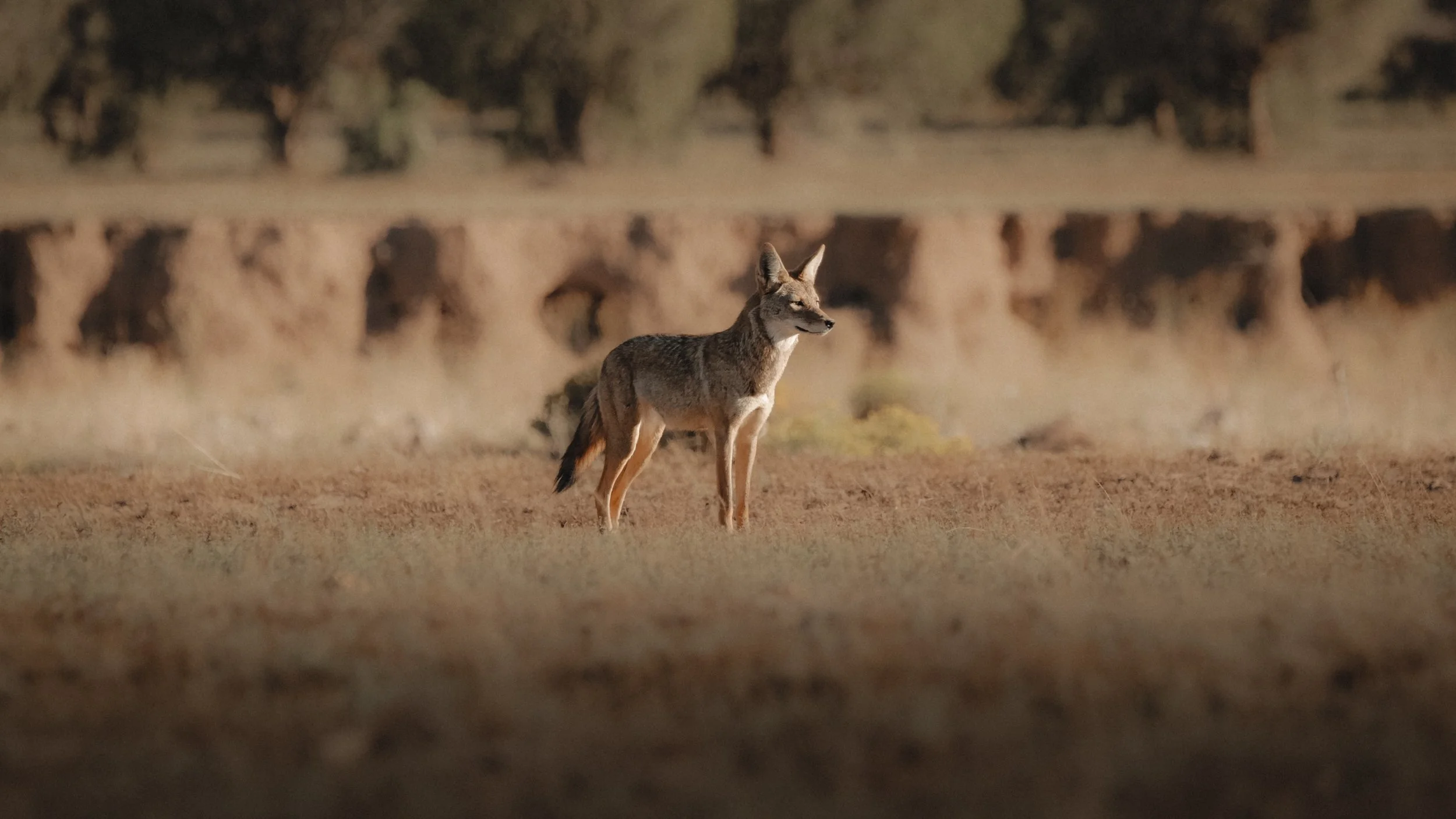 Still 2025-10-10 173906_1.1.2-2.jpg