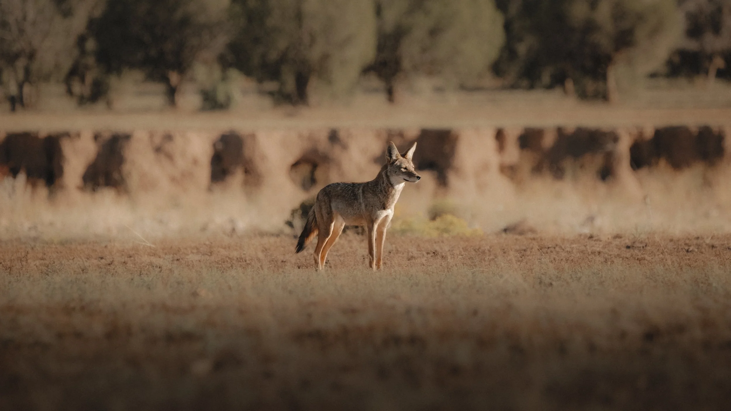 Still 2025-10-10 173906_1.1.2.jpg