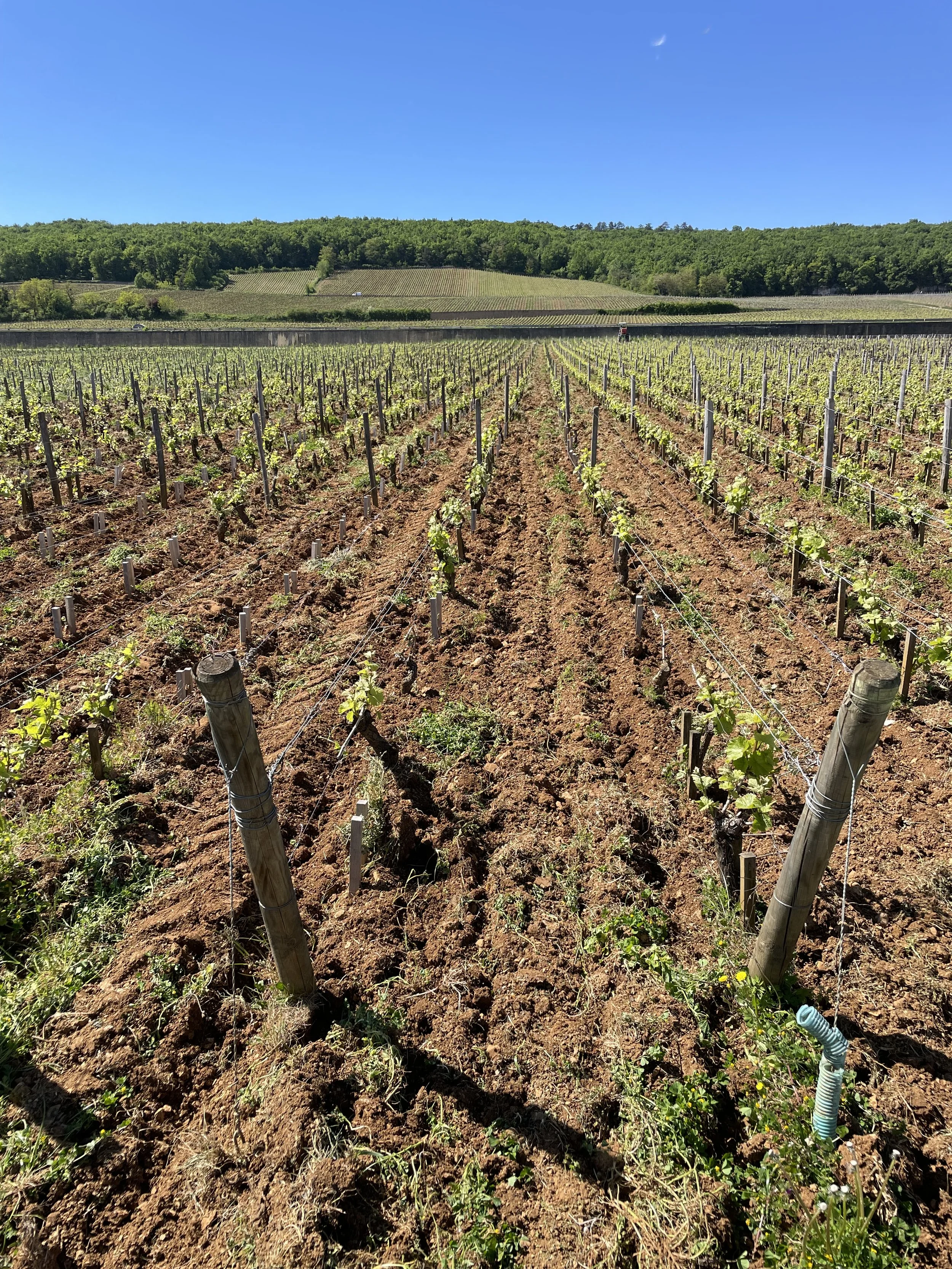 'Les Charbonnieres' vineyard in Nuits-St-Georges.