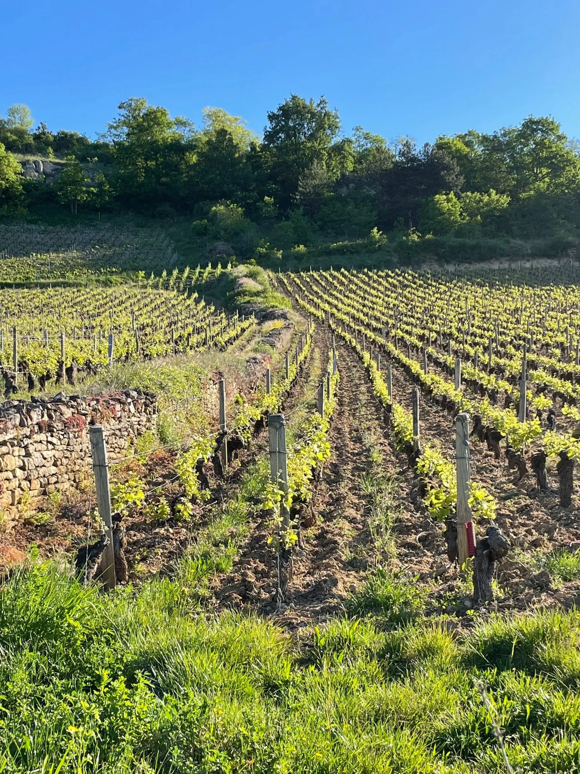 Santenay 'En Charron' vineyard