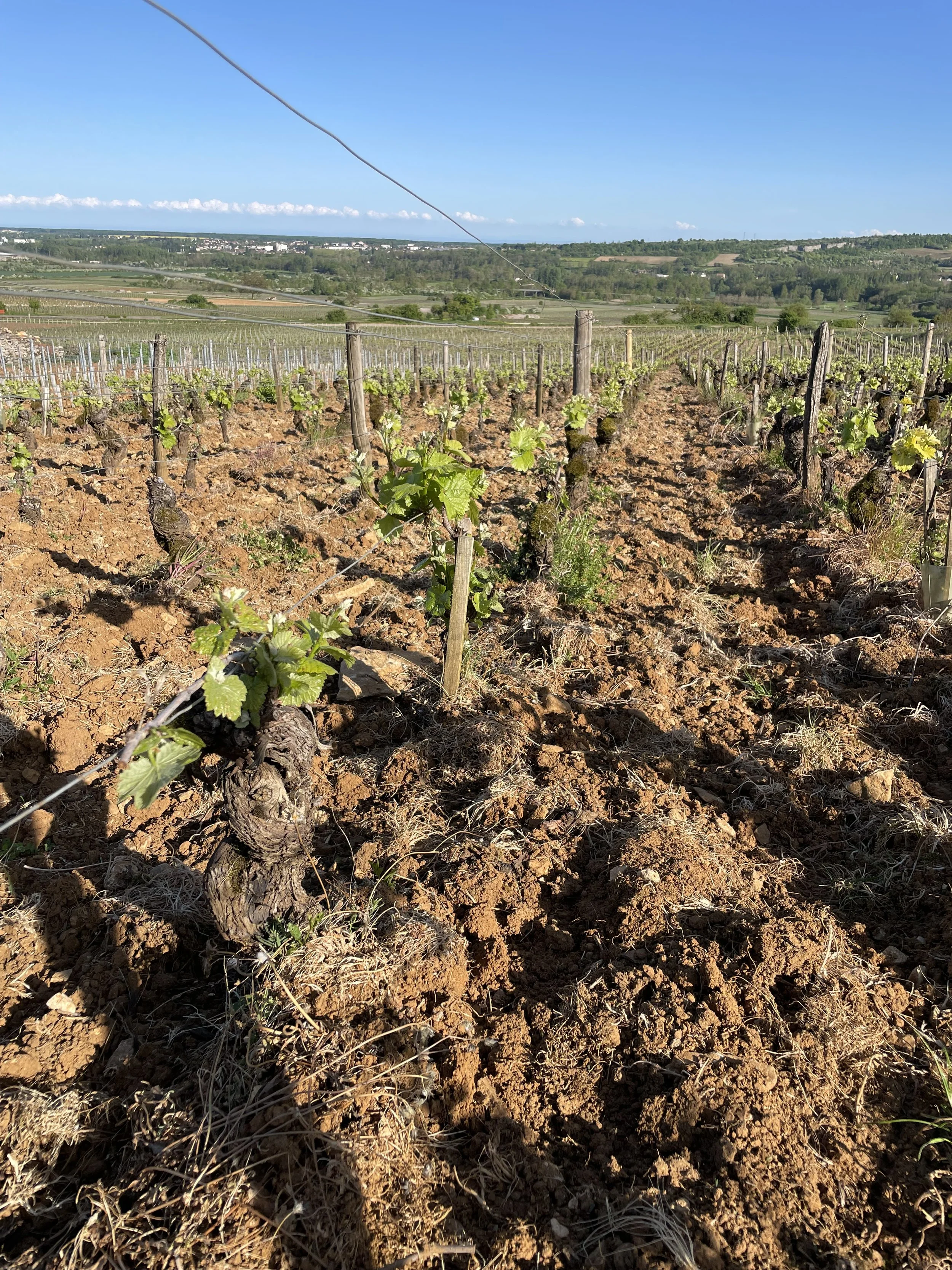 Old vines in Santenay 1er Cru 'La Comme' vineyard.