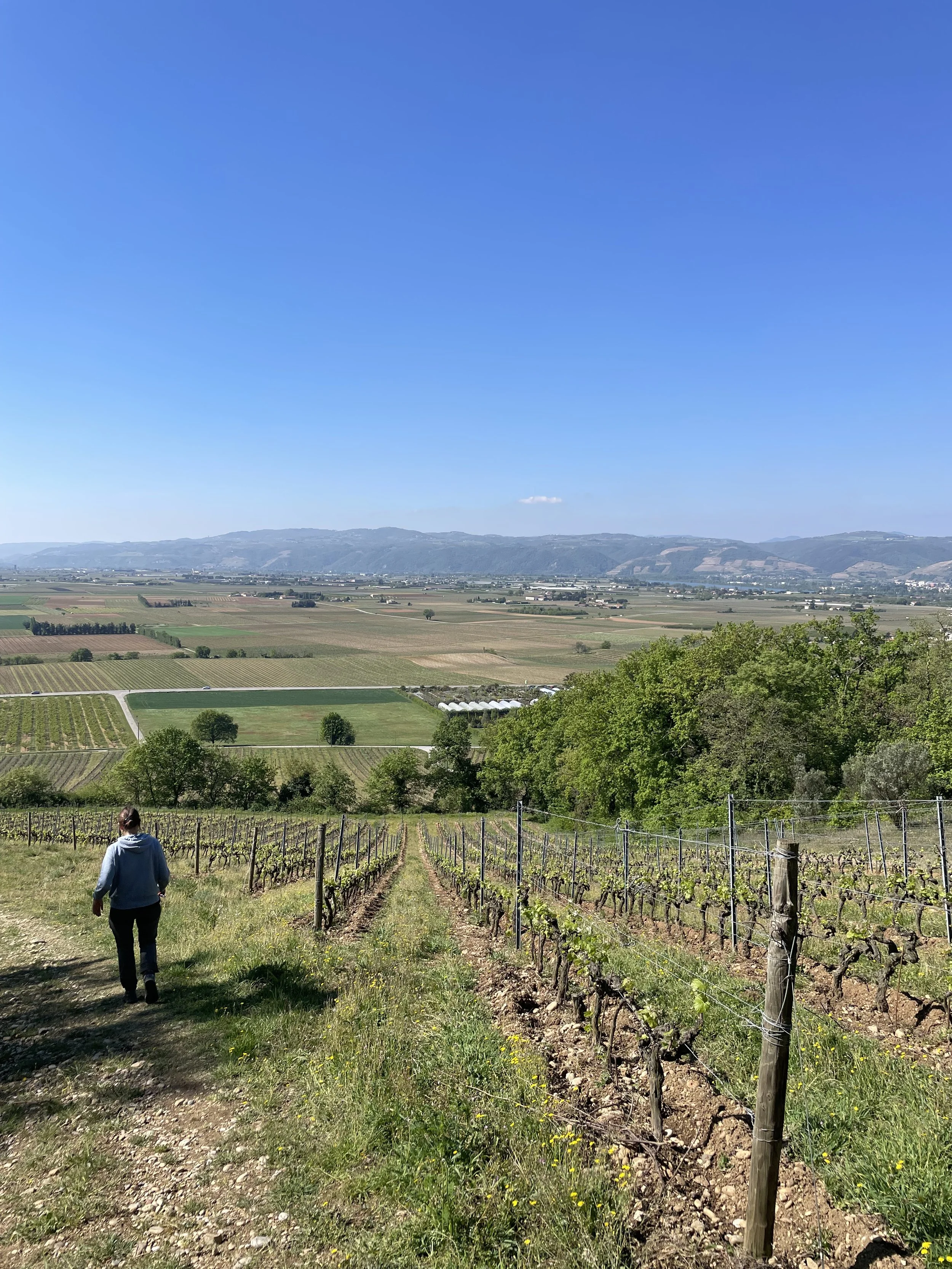 Crozes-Hermitage 'Les Pends' vineyard