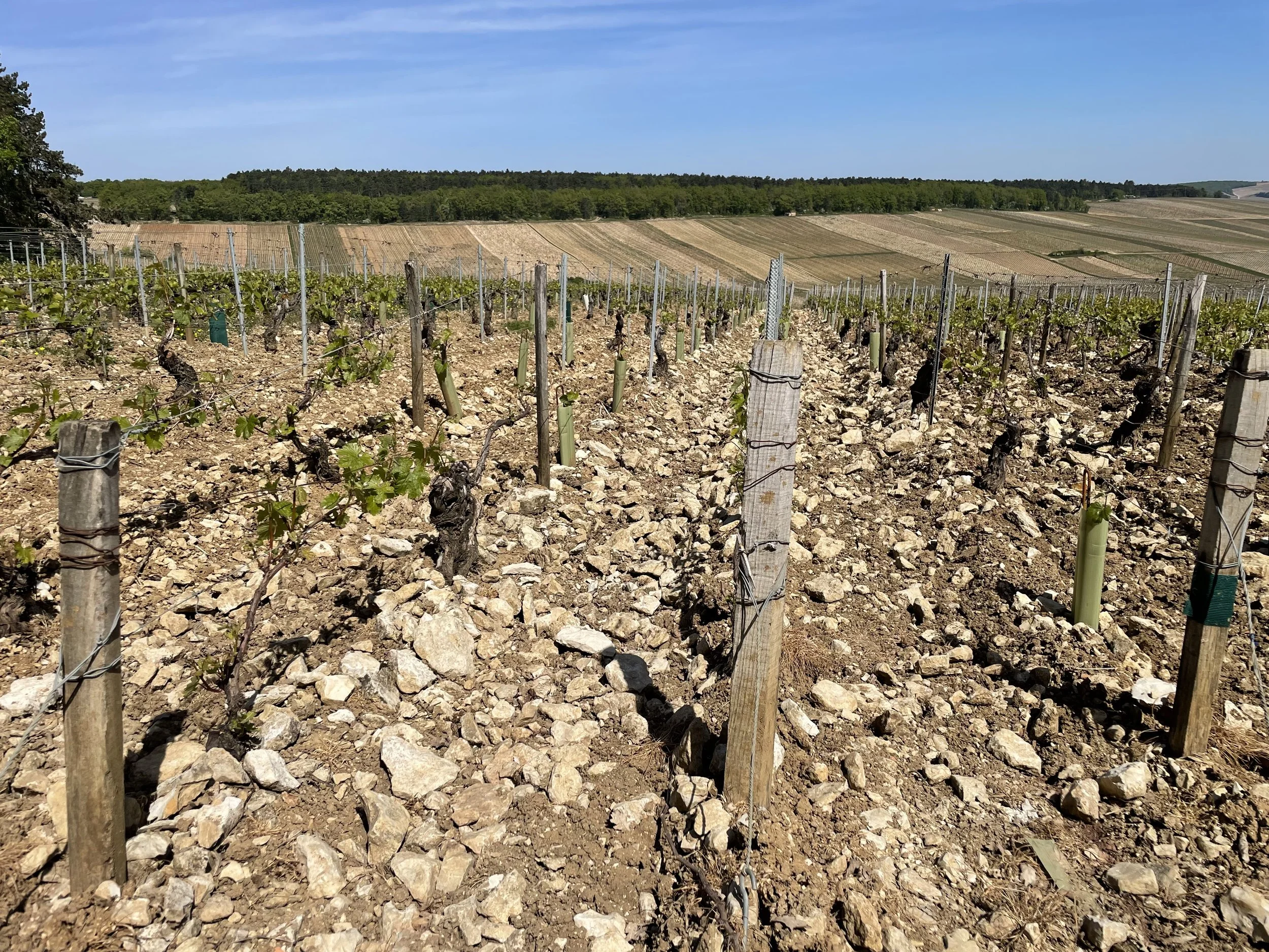 Chablis 1er Cr 'La Foret' vineyard