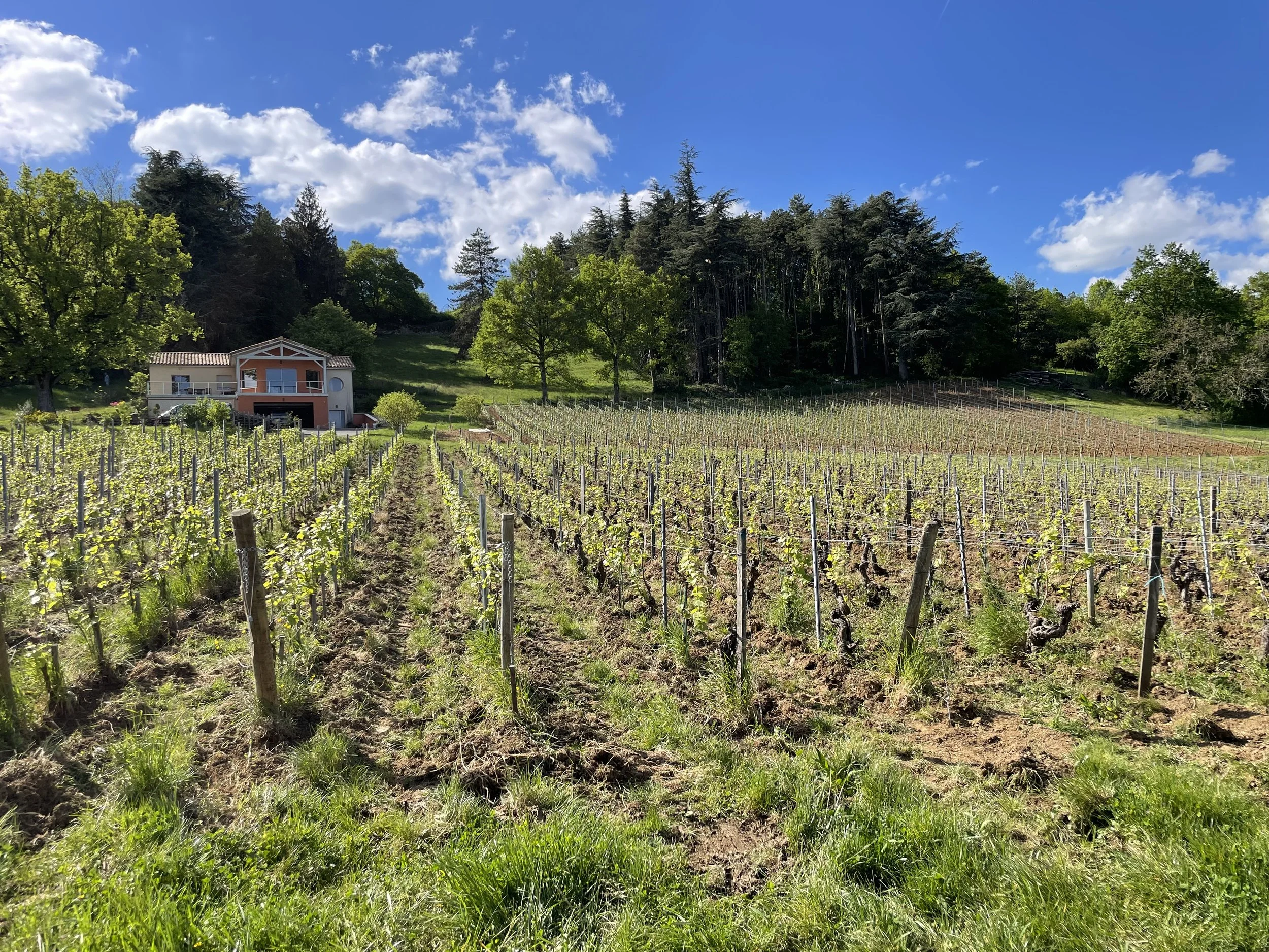 Clos de Buc vineyard, a Monopole of Jean-Marie Chaland in Viré-Clessé