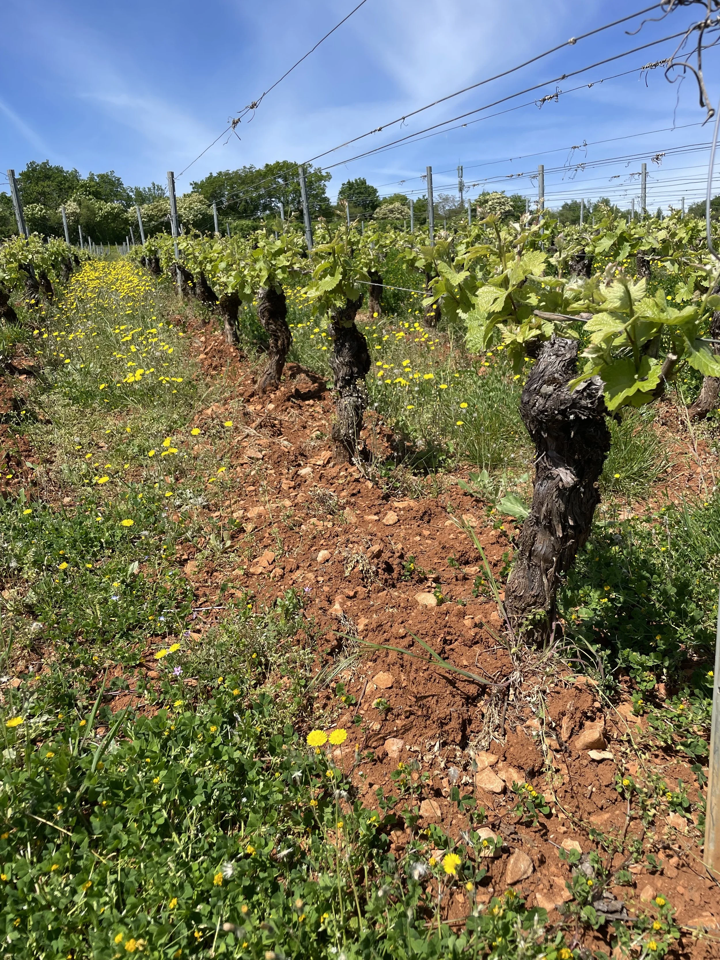 The distinctive red, iron rich soil of Givry 1er Cru 'Clos Jus'