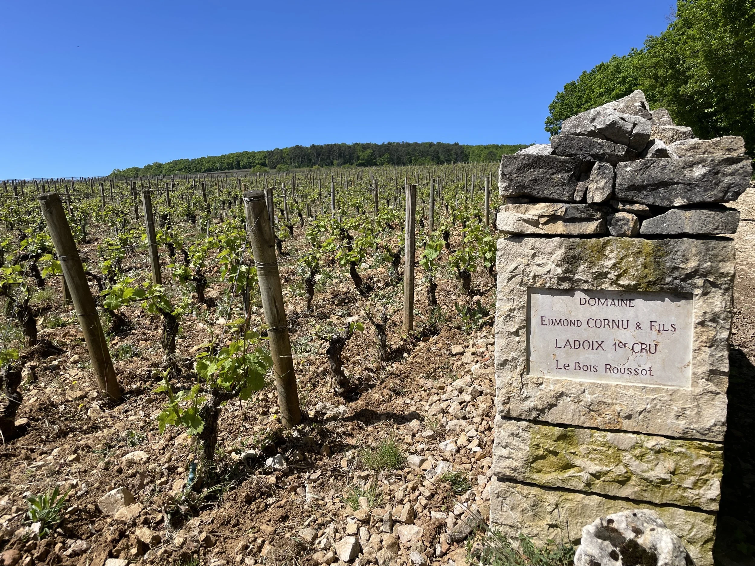 The Ladoix 1er Cru vineyard 'Le Bois Roussot, with the hill of Corton above.