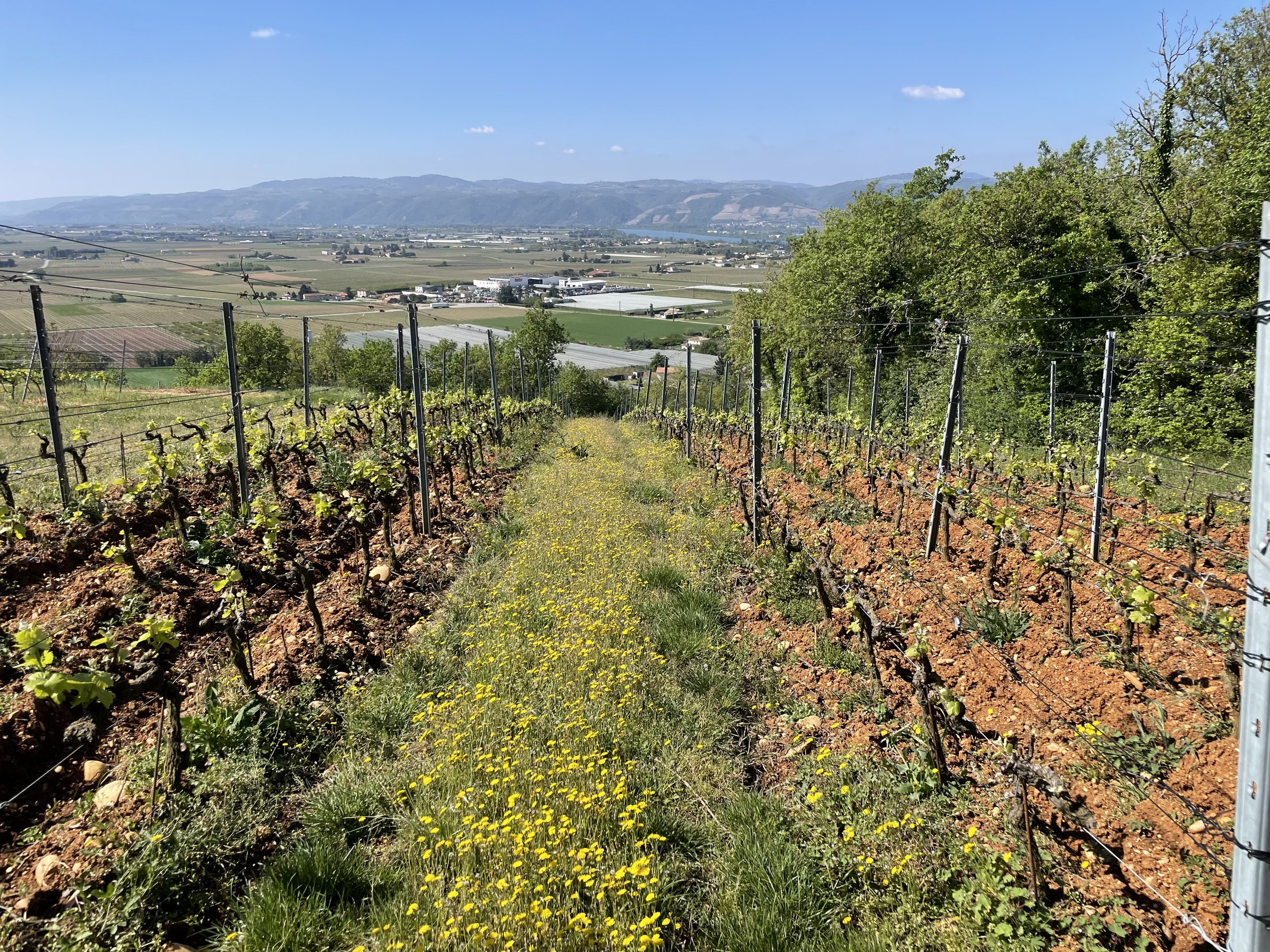 Crozes-Hermitage 'Les Pends' vineyard