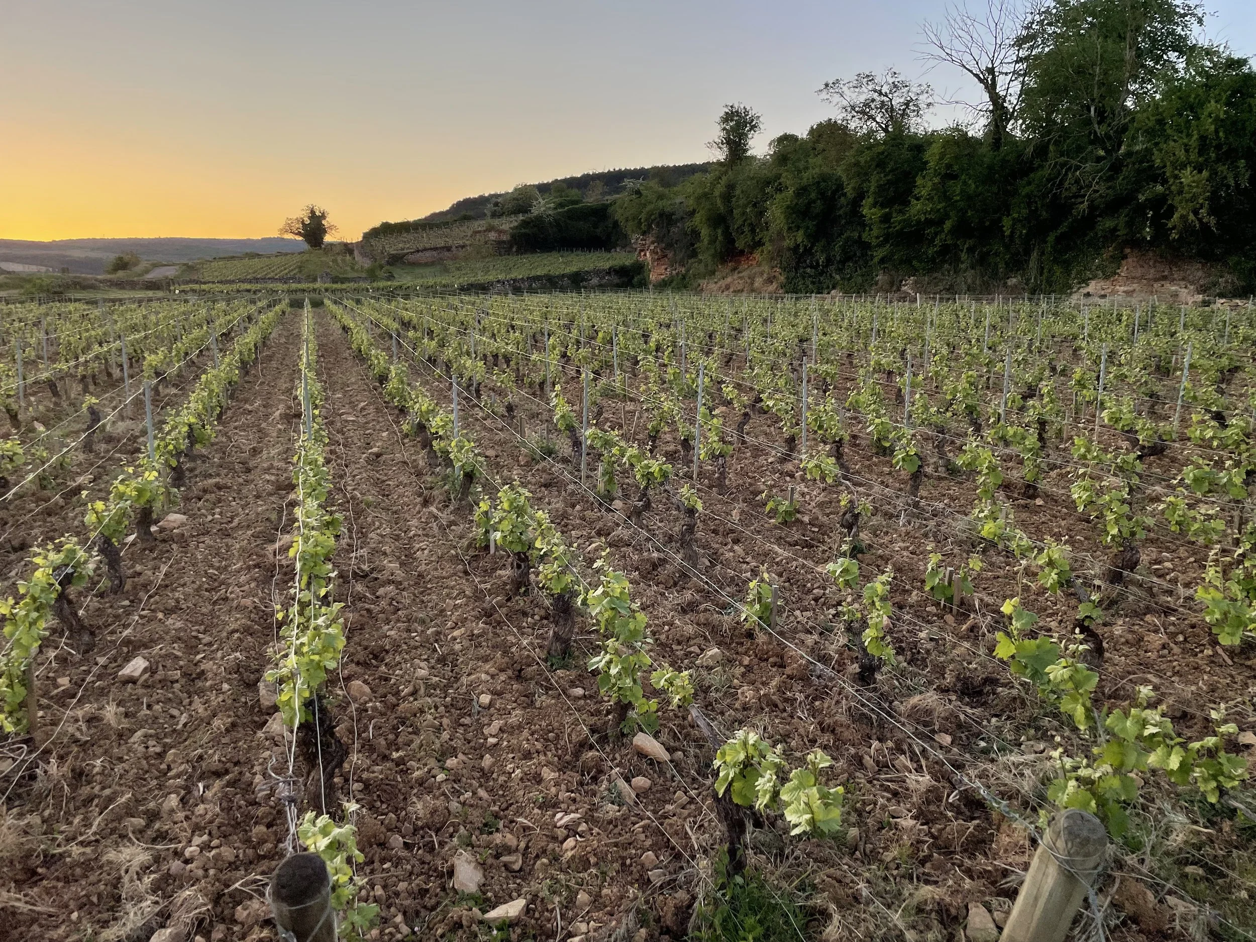 Pommard 1er Cru 'Charmots' vineyard