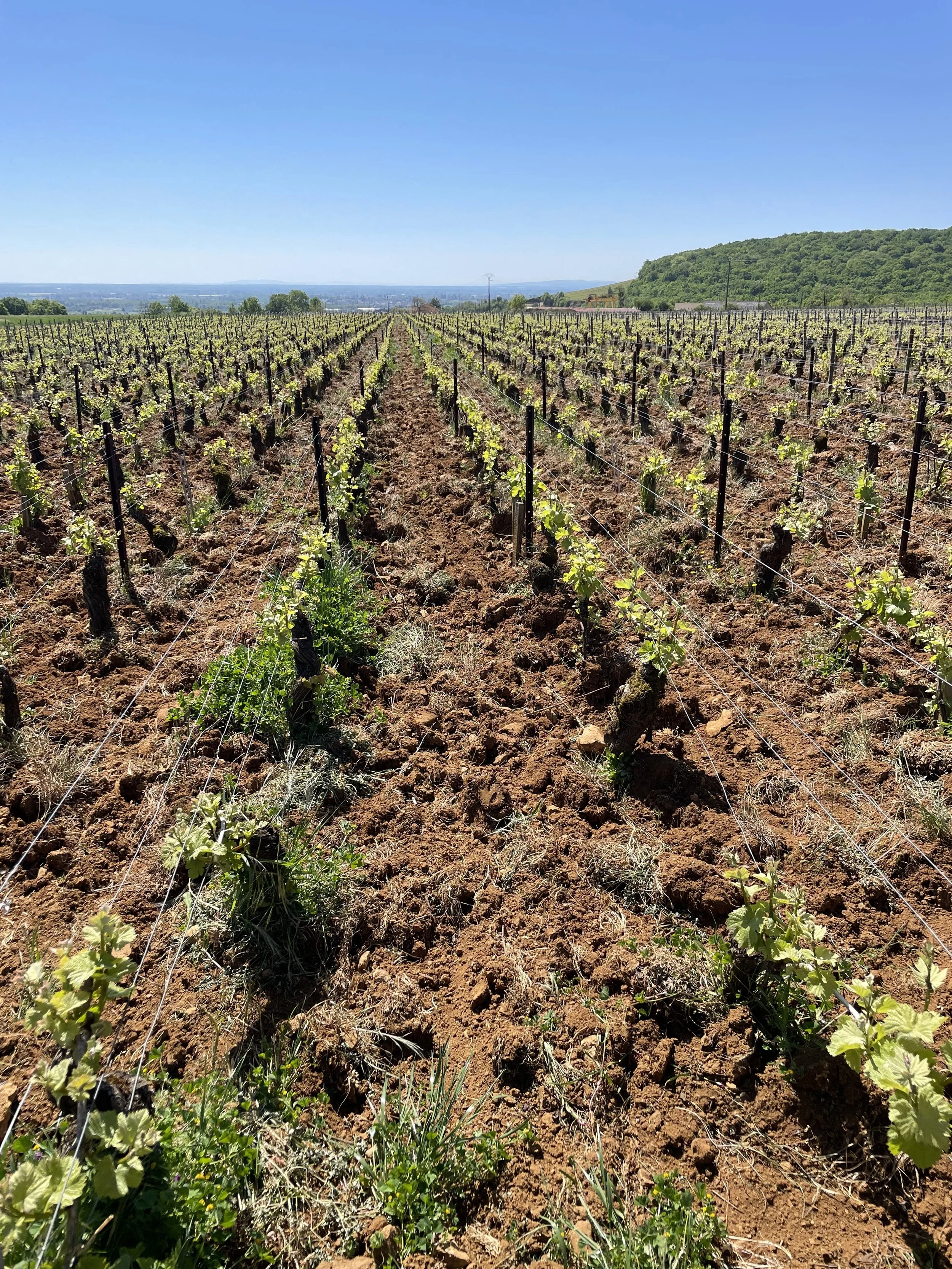 Hoffmann-Jayer Hautes-Cotes de Nuits vineyard, with Corton in the background.