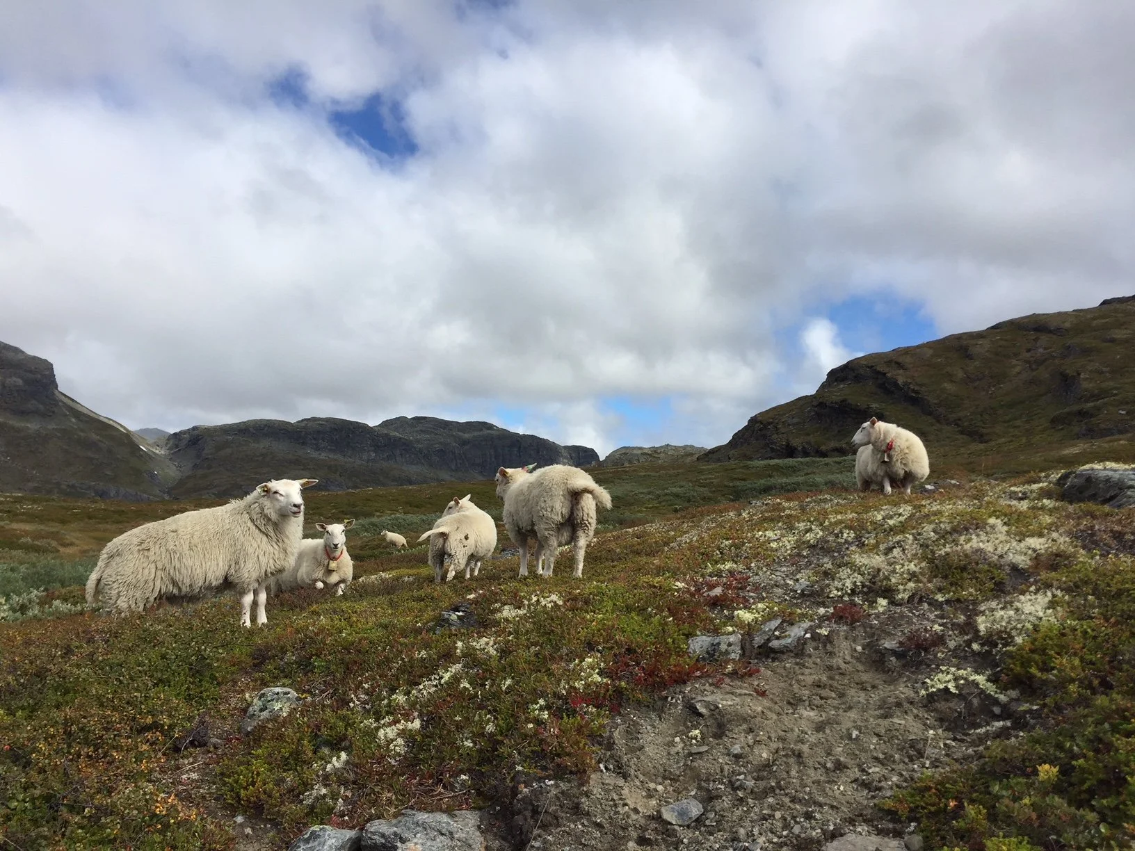 Lavalan re Wool Insulation – recycled and natural