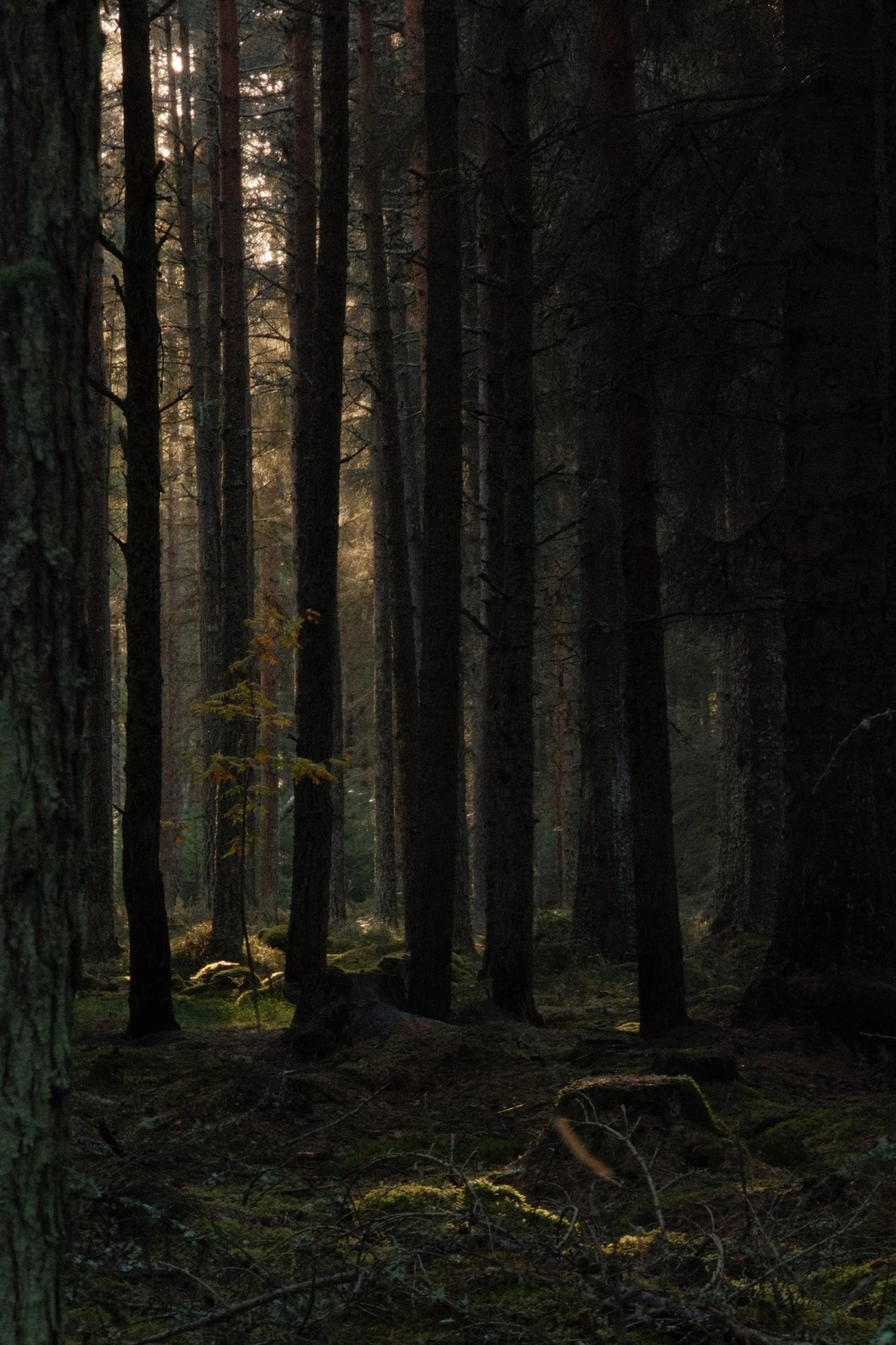 A dense forest scene during twilight with tall pine trees, moss-covered ground, and faint sunlight filtering through the branches.