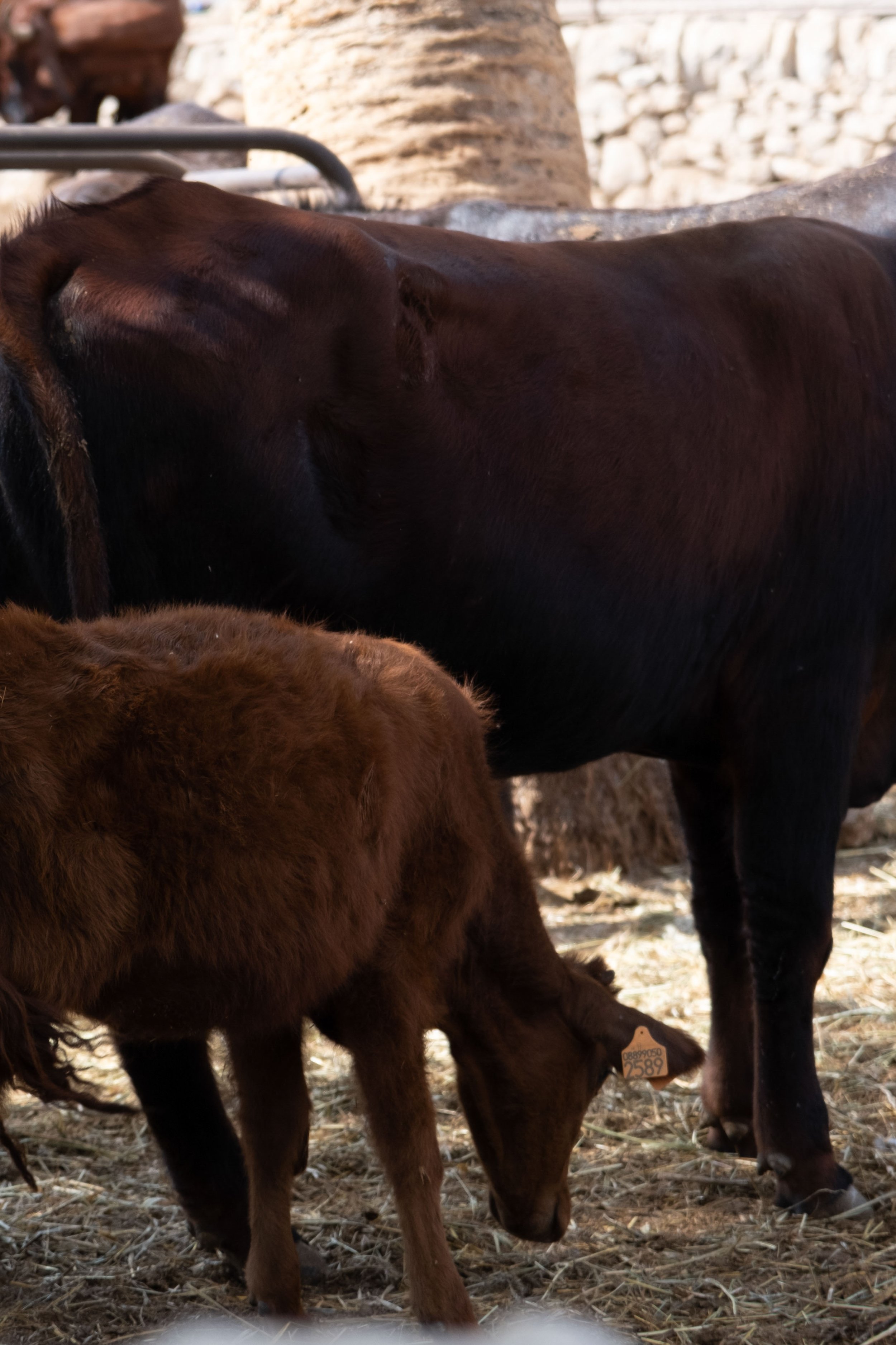 isula-00000009 (13).jpeg