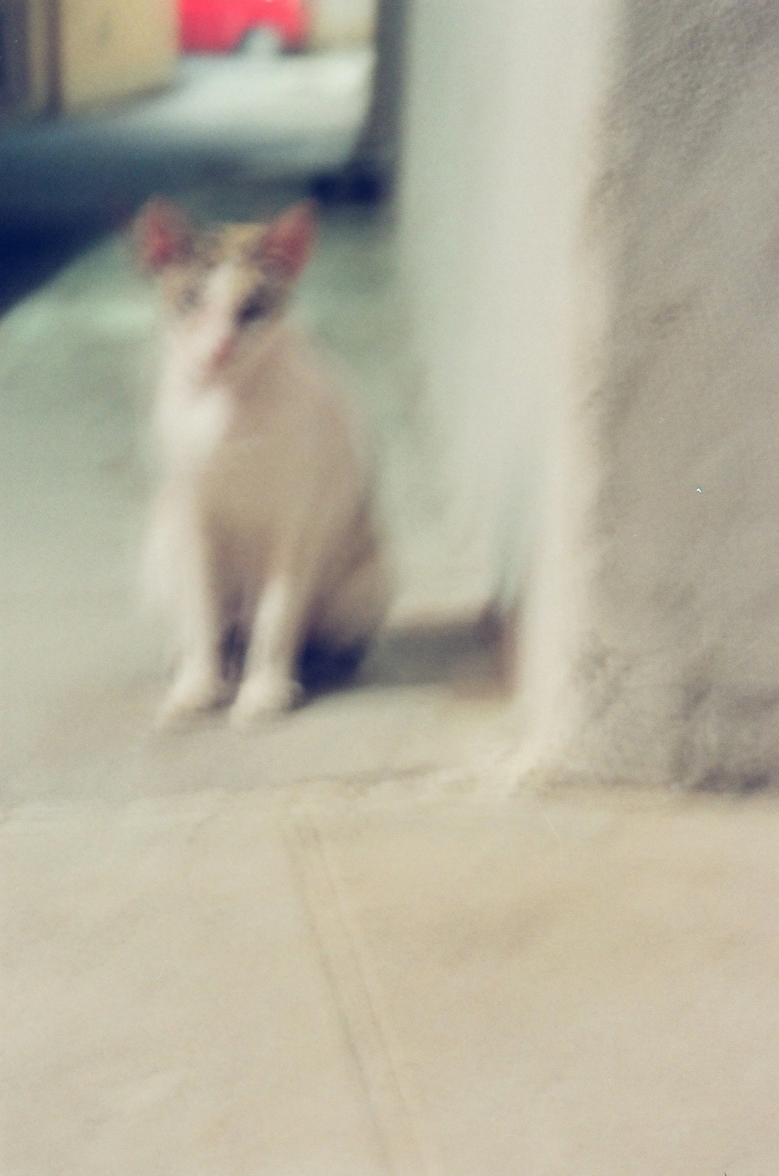 2 francesco serra.jpg