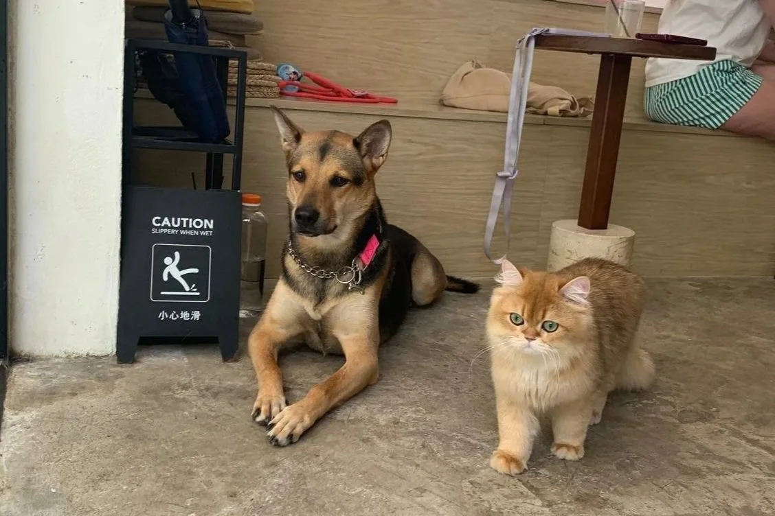 pet-friendly cafe central