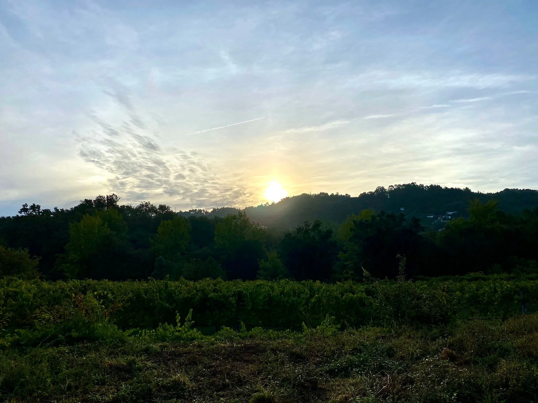 sunrise over a mountain with cloud wisps in sky, and a grape orchard and trees in the foreground