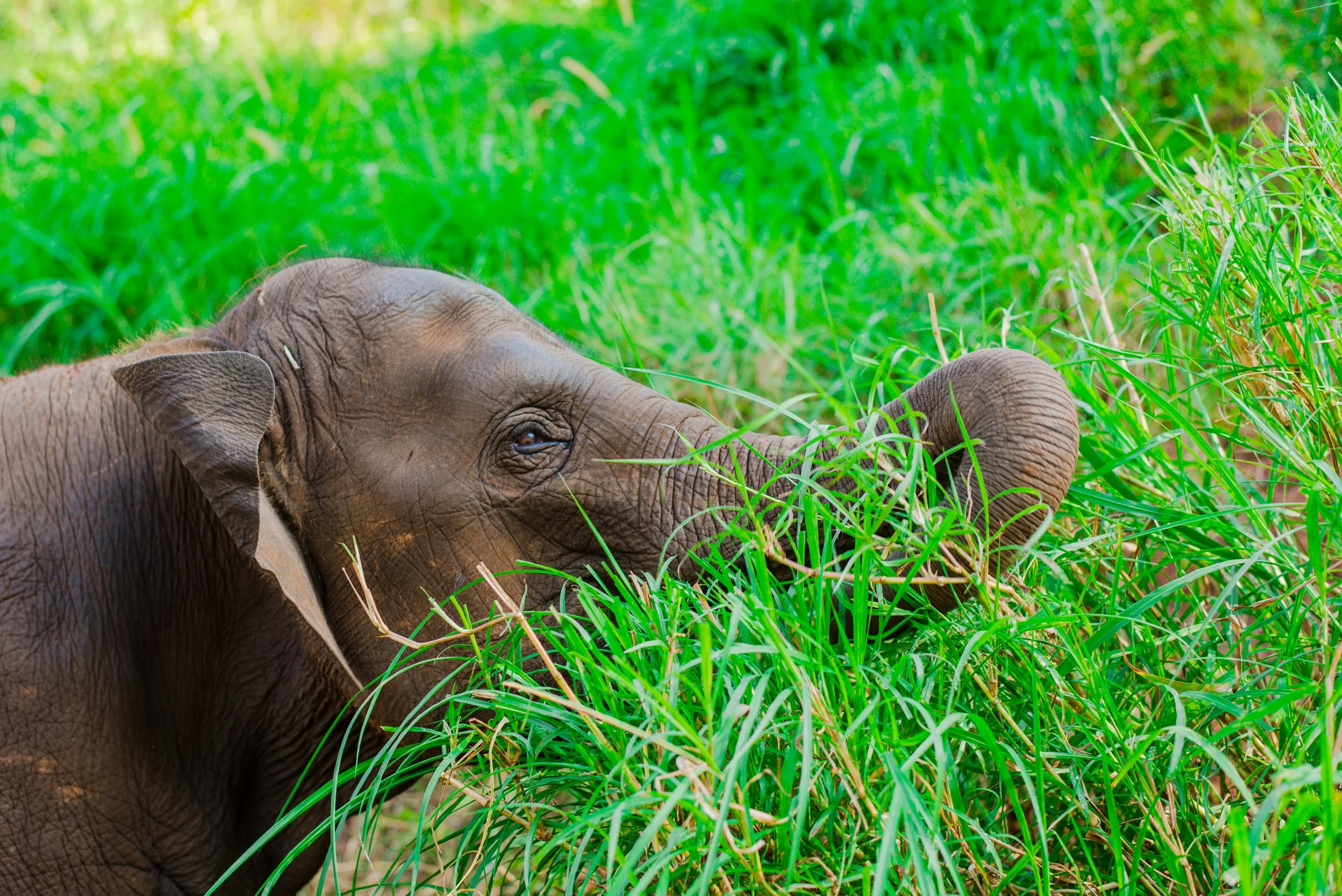 Baby elephant in a sanctuary