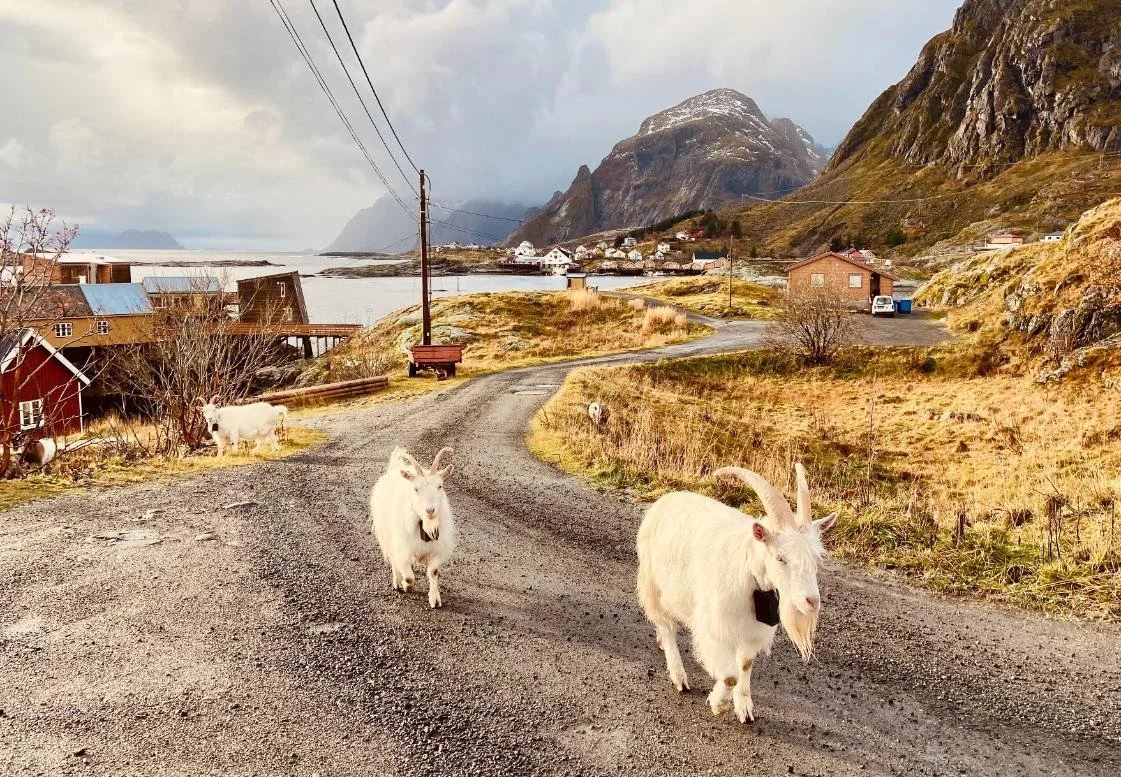 Renting a Car in Lofoten, Norway