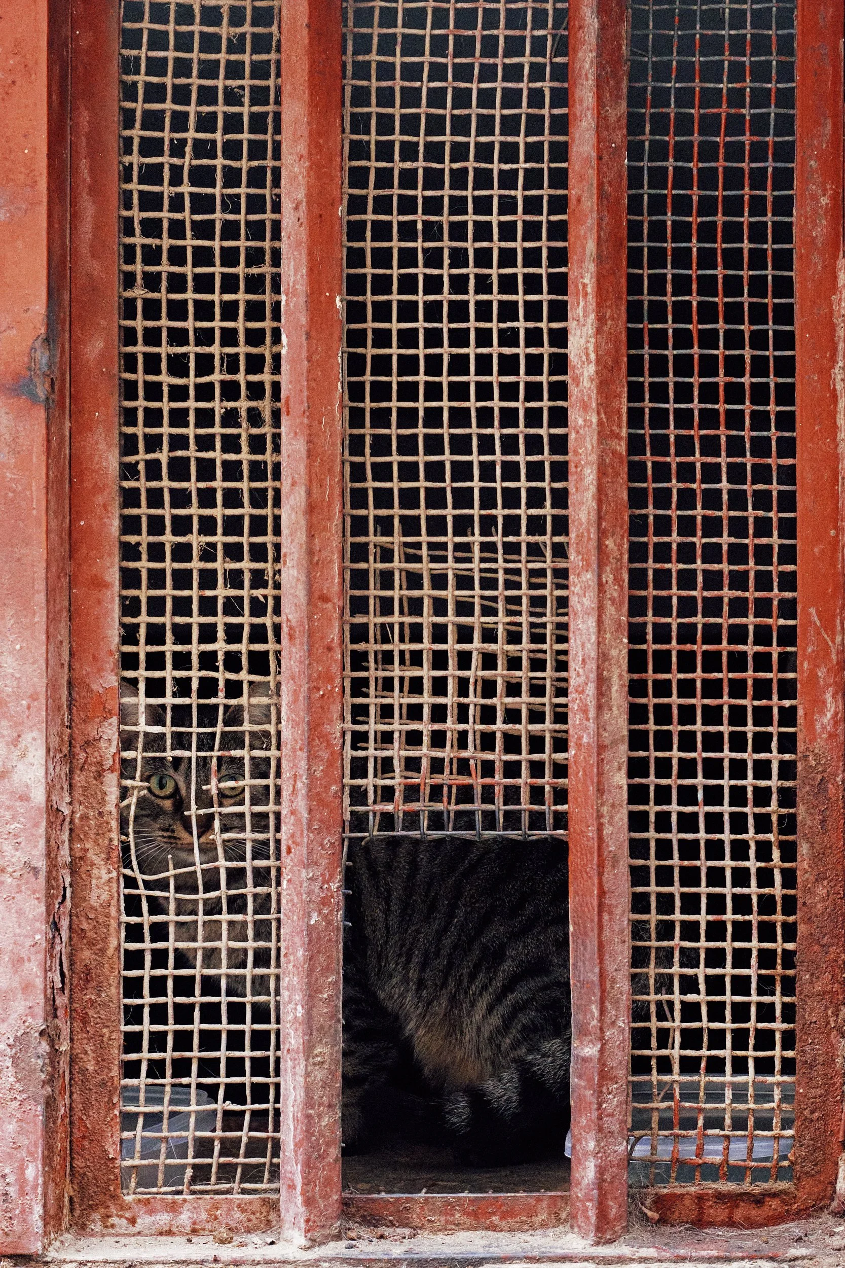Gatti 4 SP.jpg