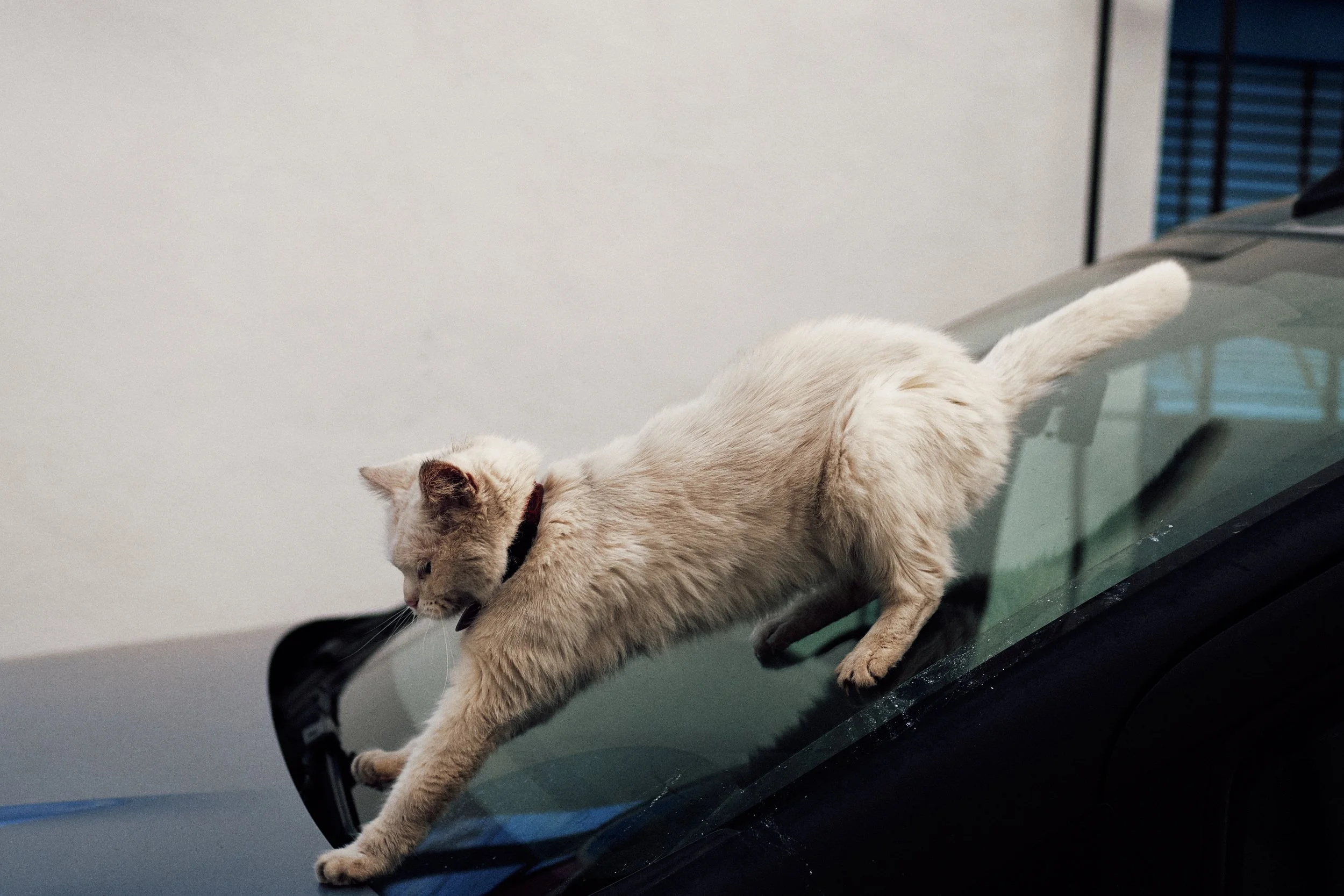 Gatti 4 SP.jpg