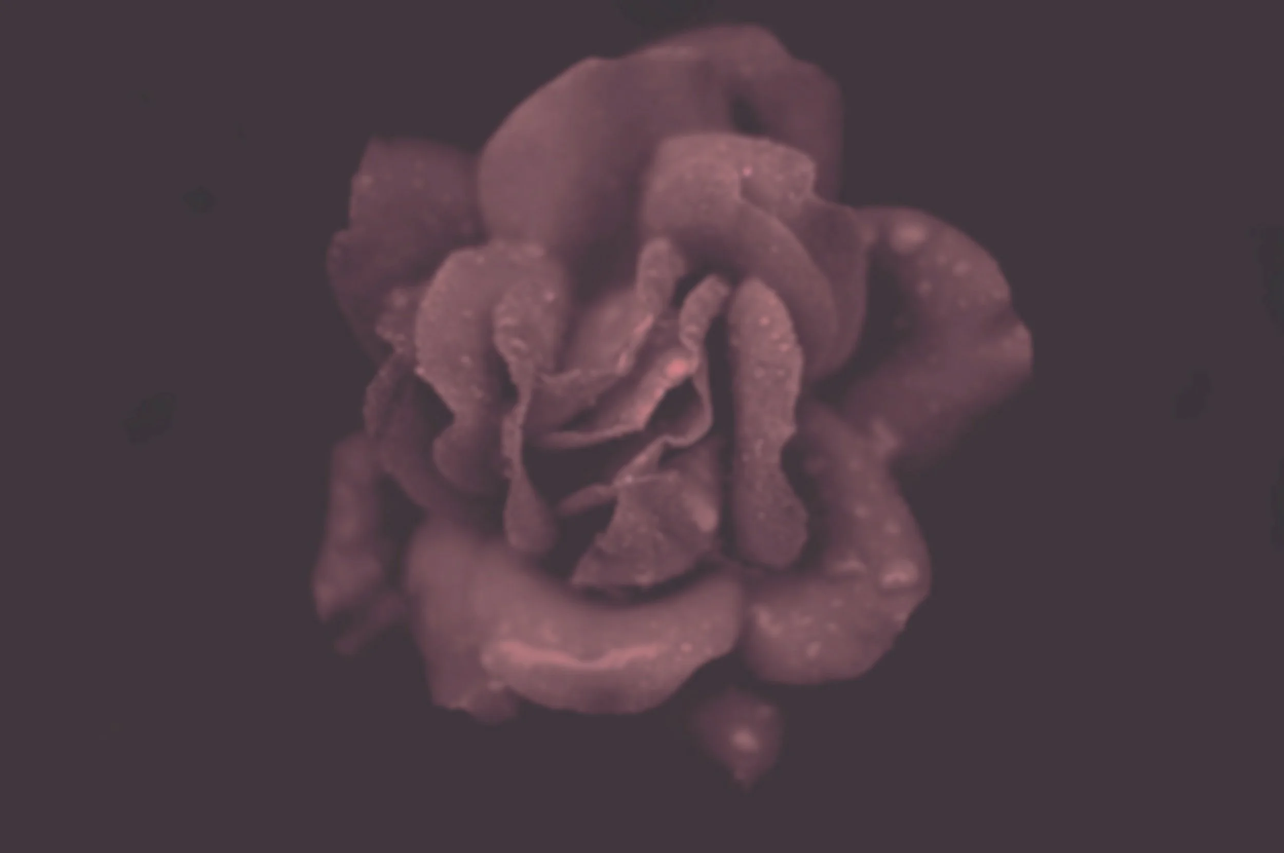 photo of rose with drops of tears representing breakup and divorce